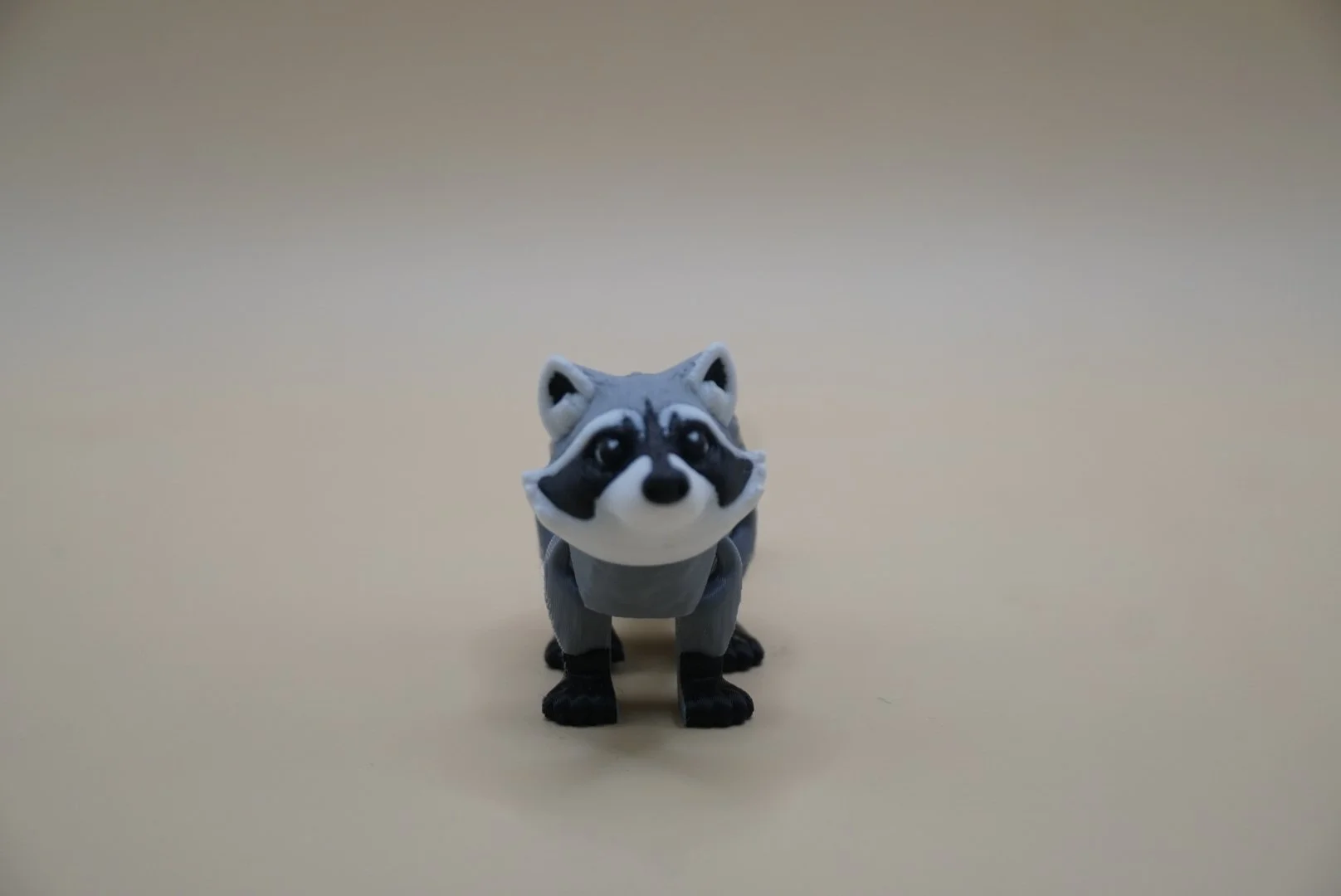 Racoon 1.JPG