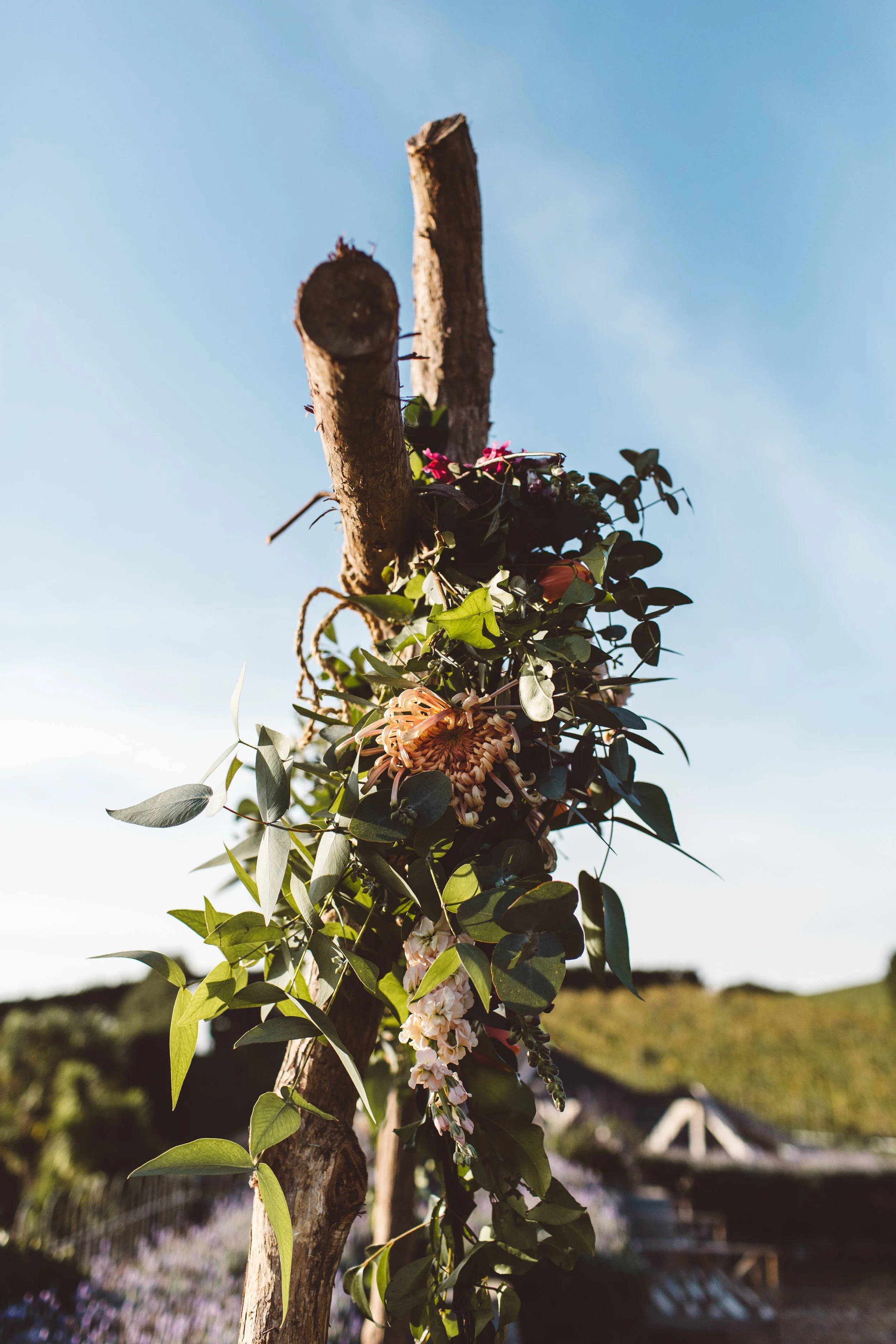 Tree with flowers and leaves against a blue sky, possibly in a rural or garden setting.
