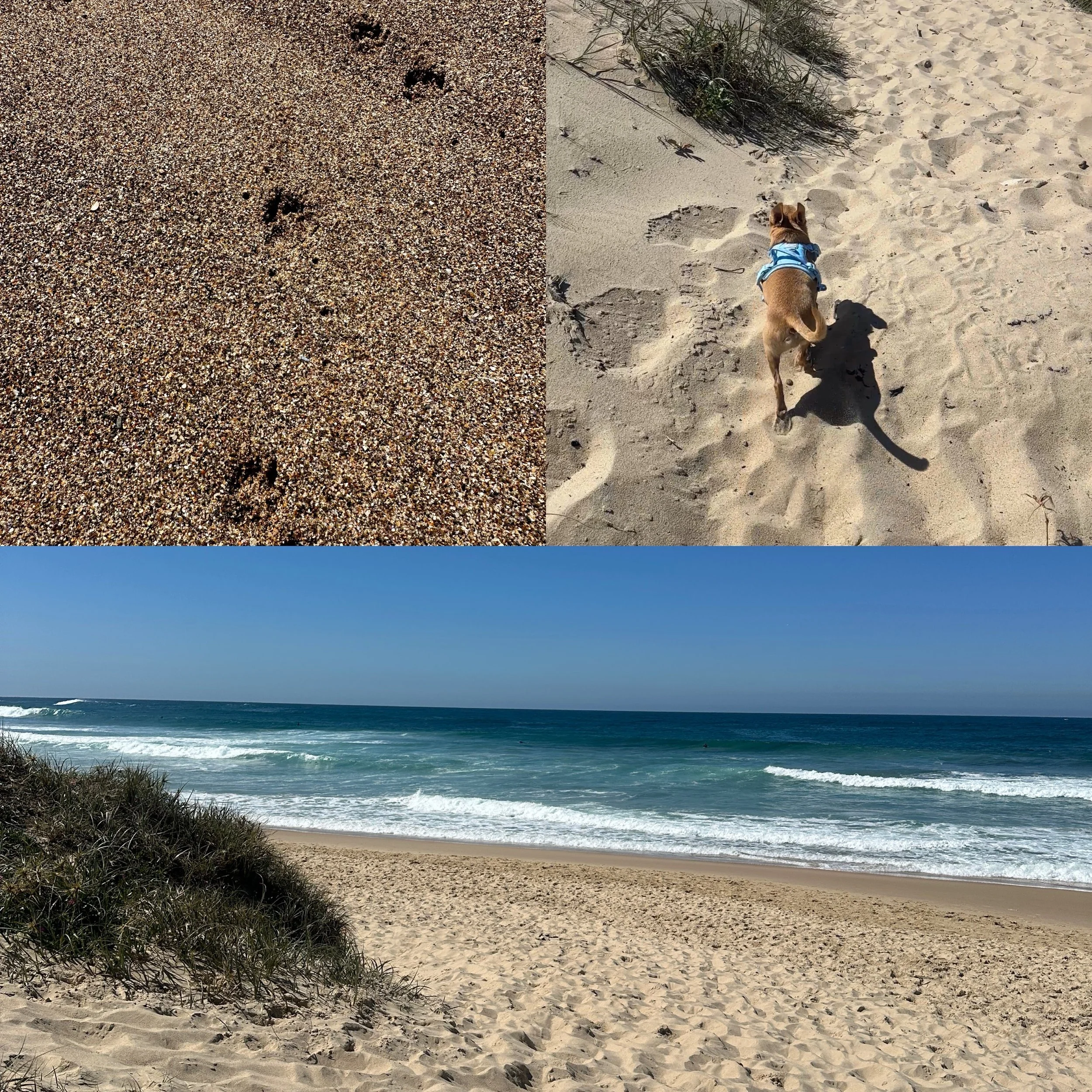 Sunday well spent 🐶☀️

After a VERY busy week in the salon Huxley and I got out enjoyed the sunshine today.
Beautiful weather, beach walks and my little man by my side.

Feeling very grateful for slow Sunday mornings like this and for having all of 