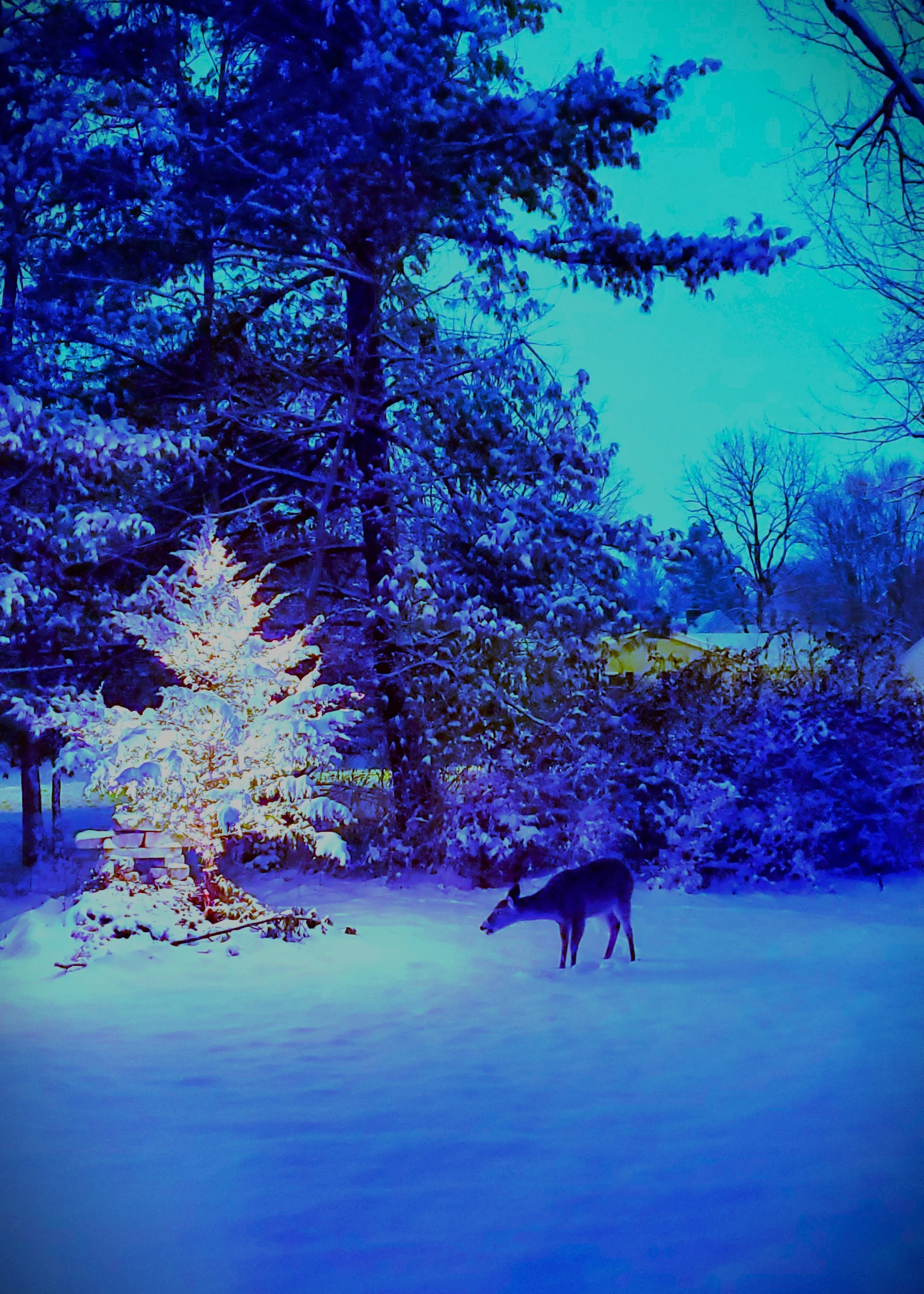 Yule Tidings