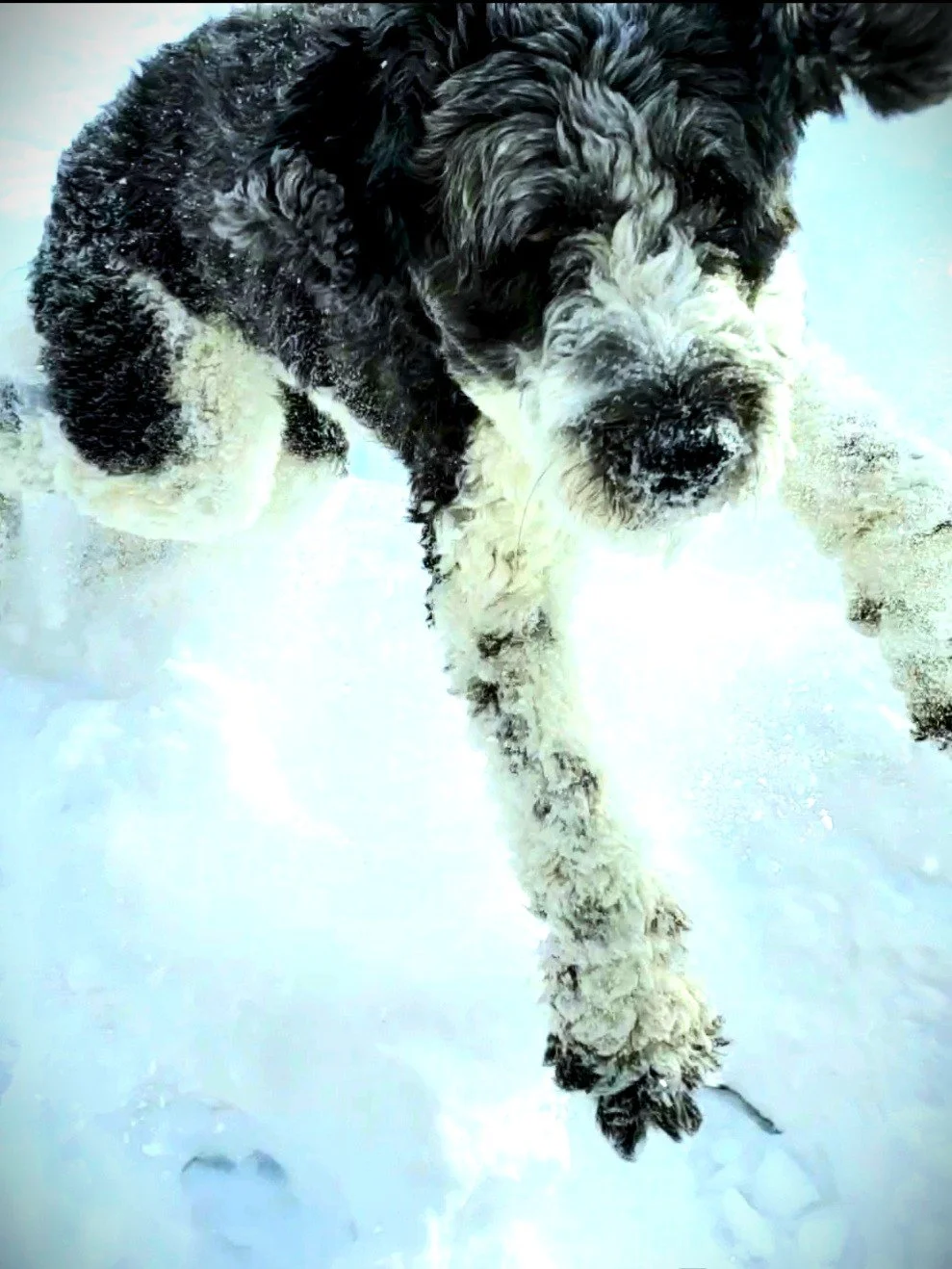 Snow Bound  