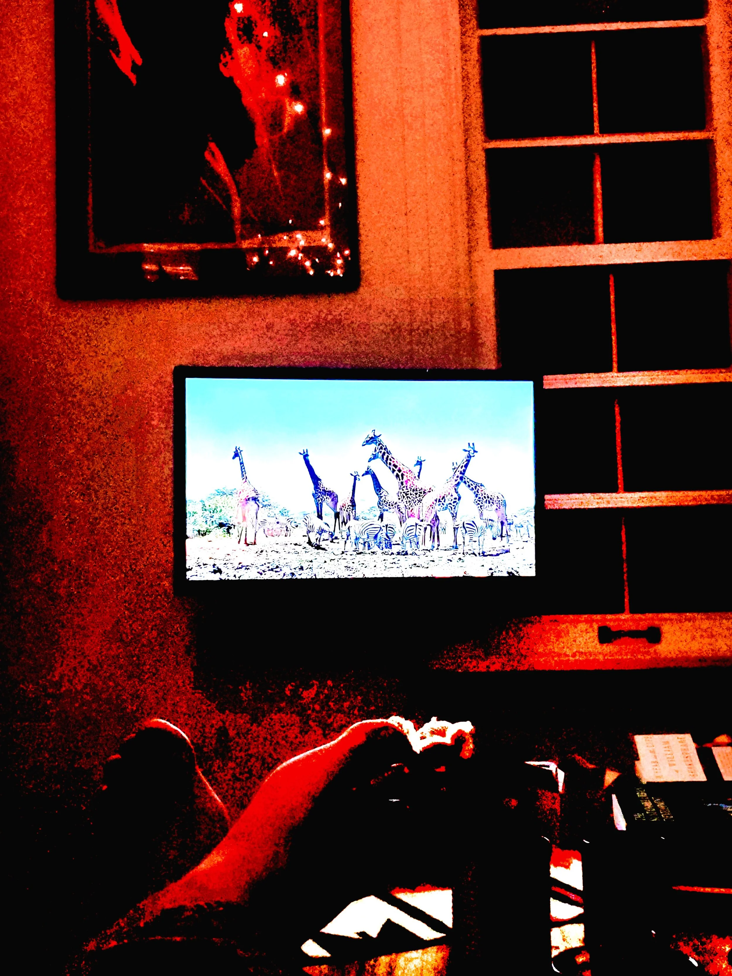 Home Safari   