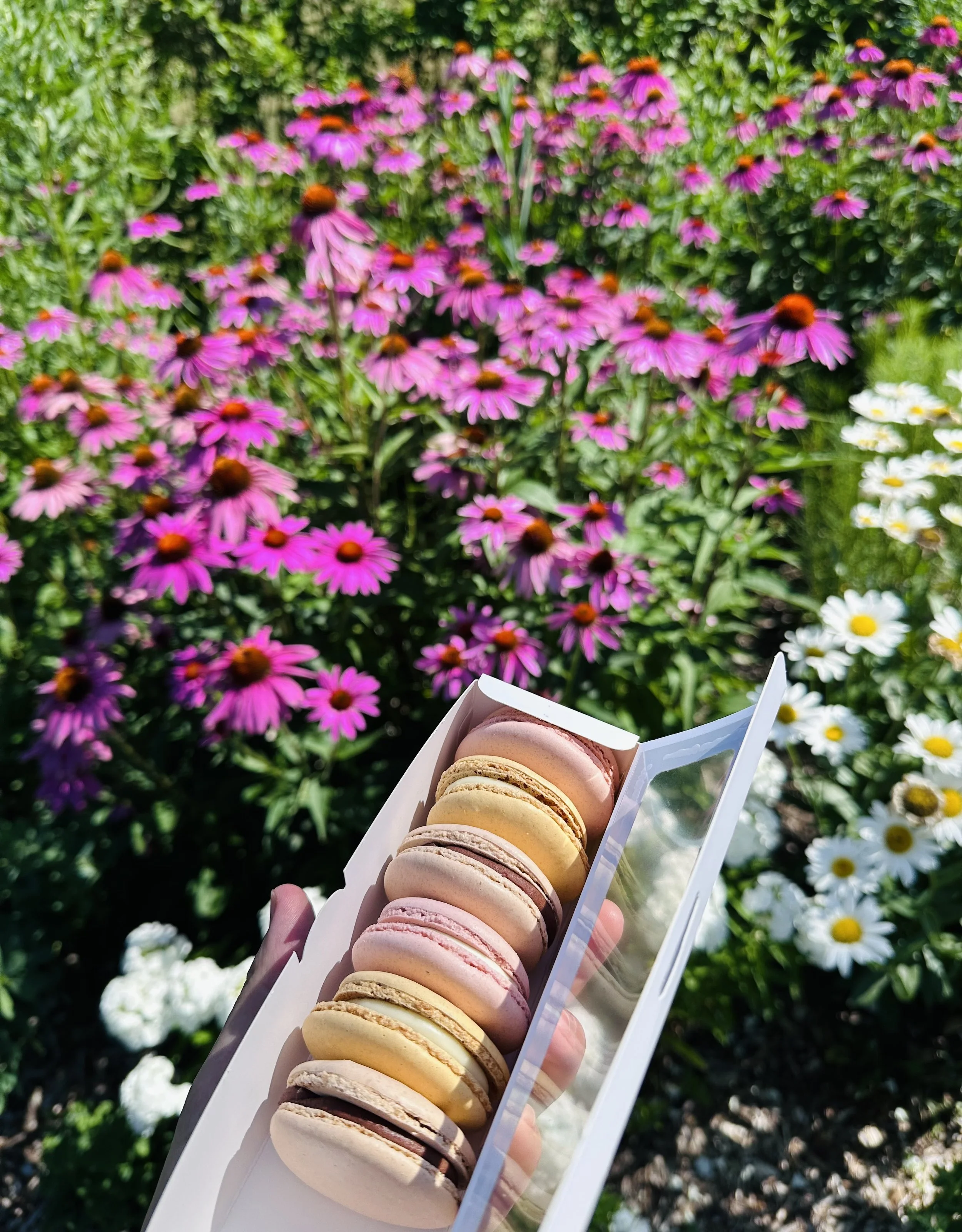 apricot, raspberry and praline macarons