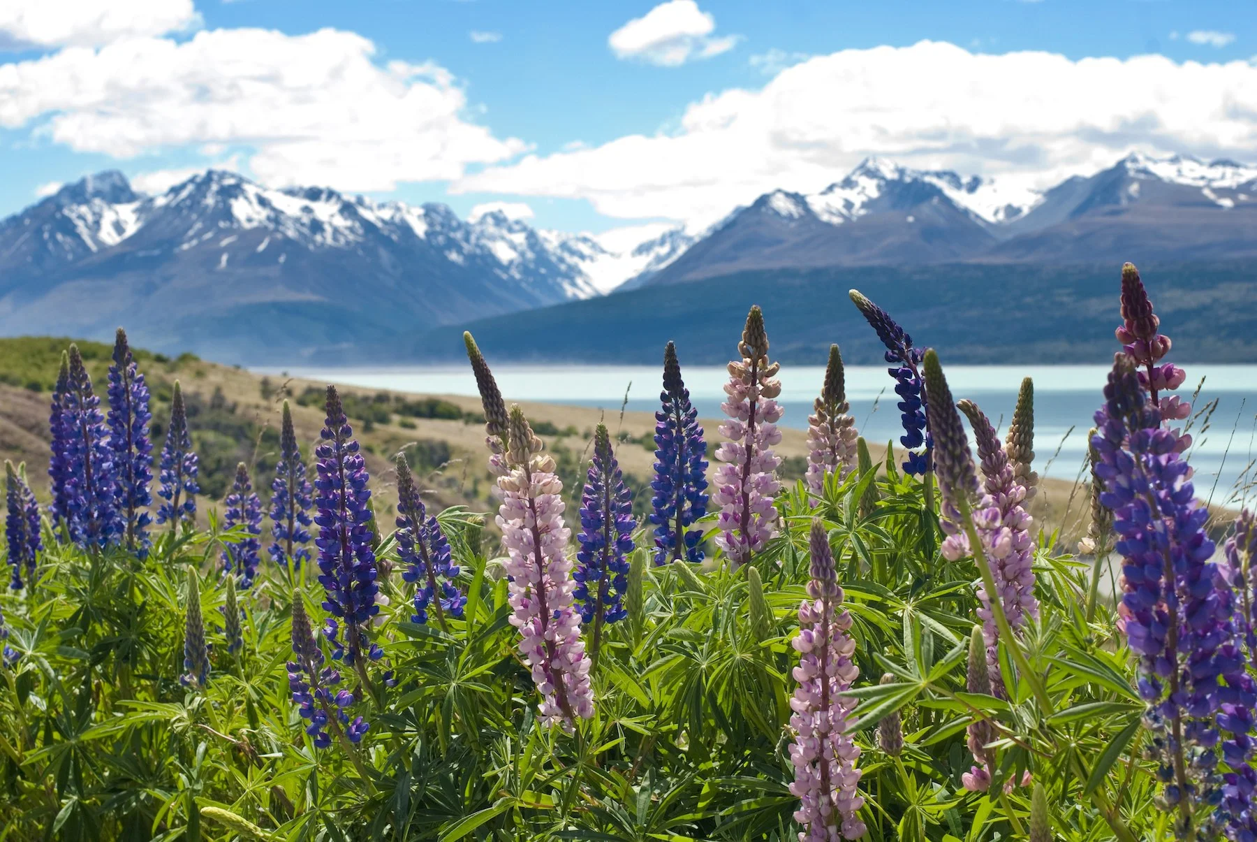 L514-Mount-Cook-National-Park-Canterbury-David-Swanson+copy.jpg