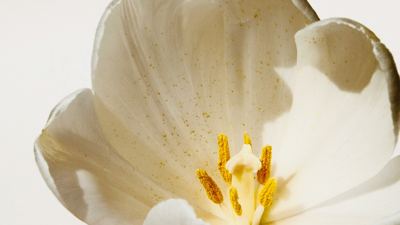 Untitled design (10).png