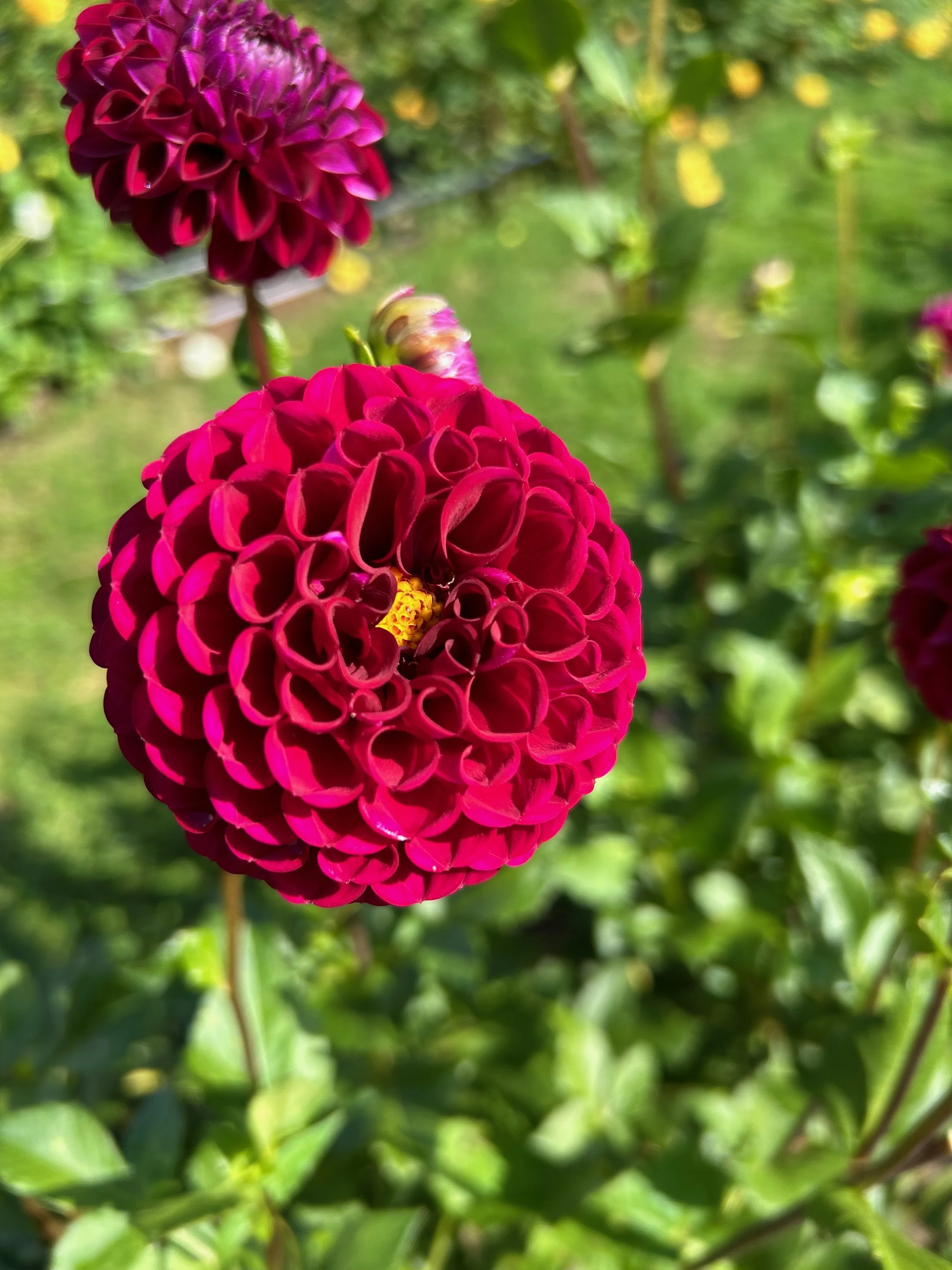 Close-up of two bright pink dahlia flowers blooming against a background of green leaves and sunlight.