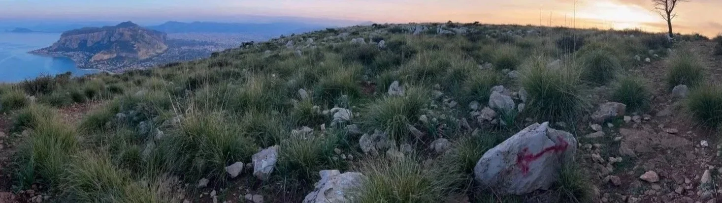 A panoramic view of a grassy hillside at sunset, overlooking a body of water and distant mountains, with a few trees and rocks in the foreground.
