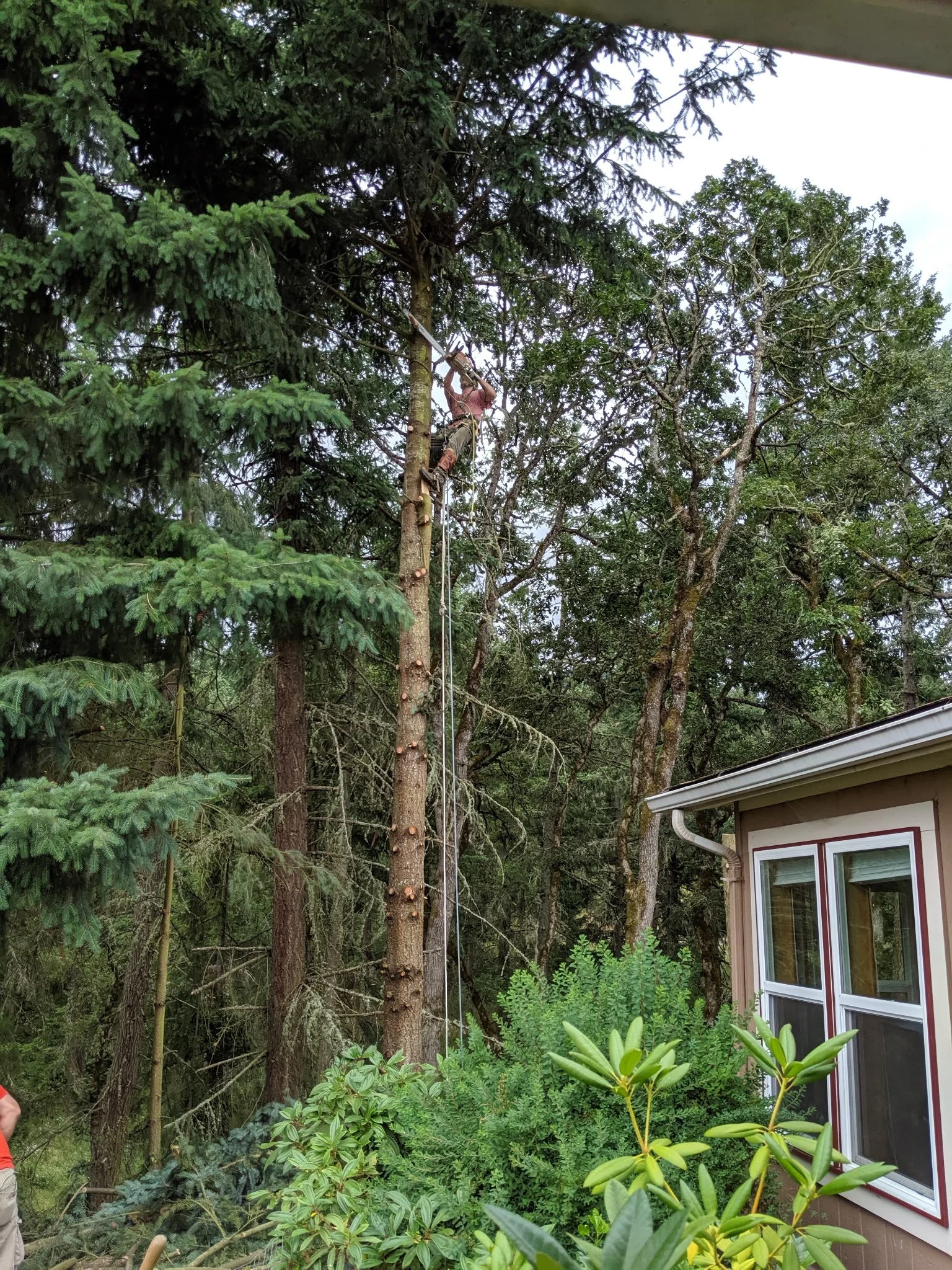 MVIMG_20190706_170500[1].jpg
