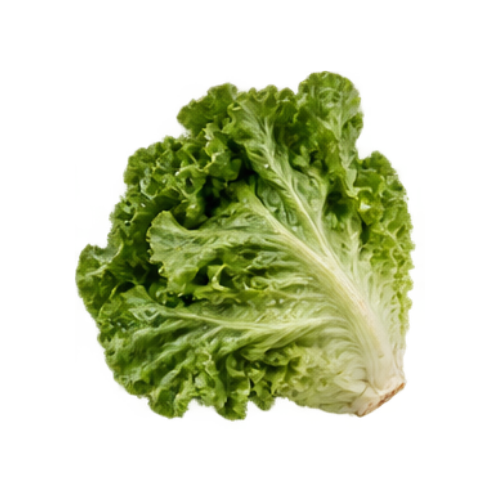 Lettuce