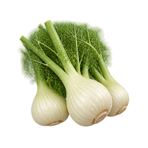 Fennel