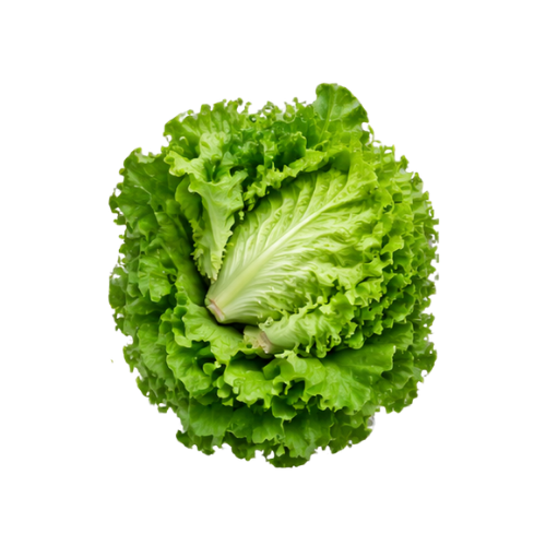 Lettuce