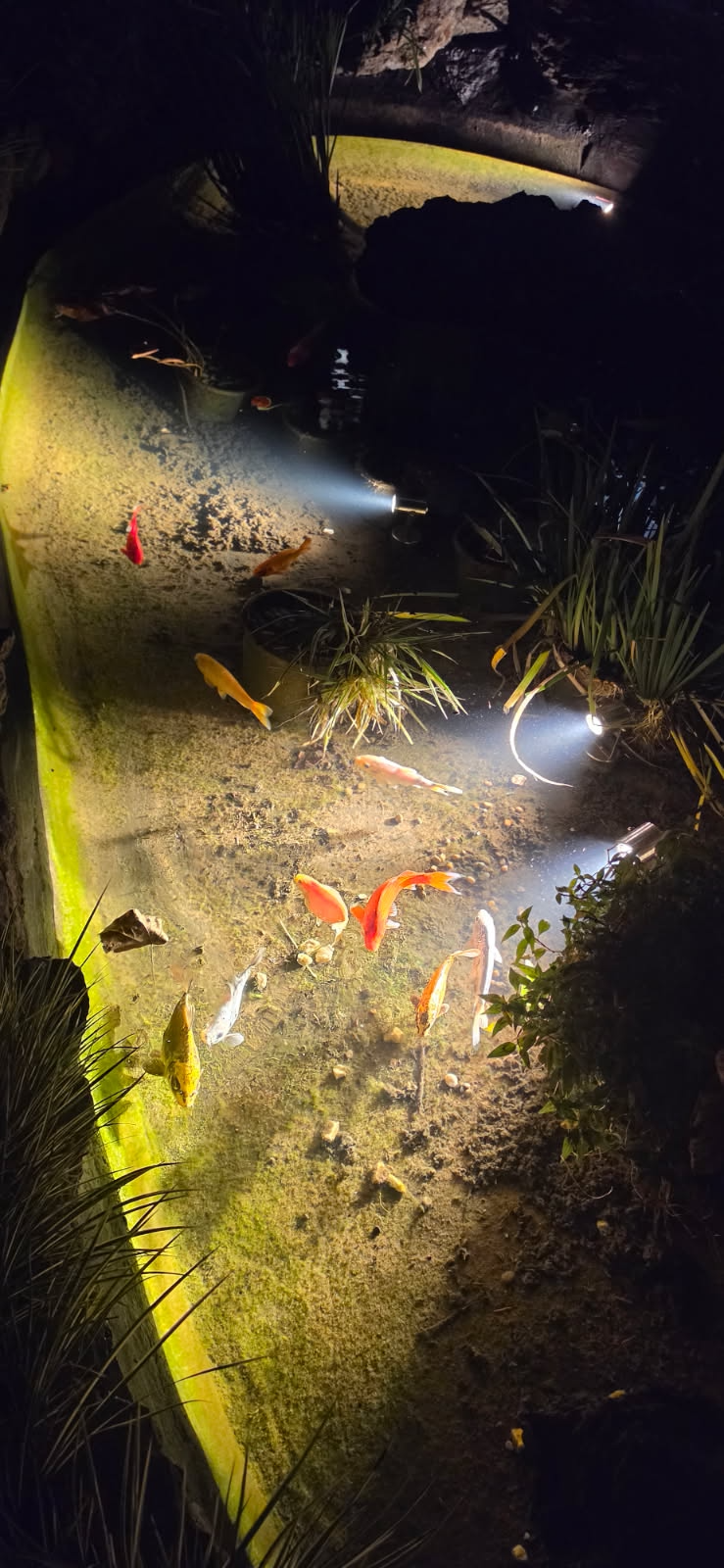 LuxR underwater Pond Koi Farm.png (Copy)