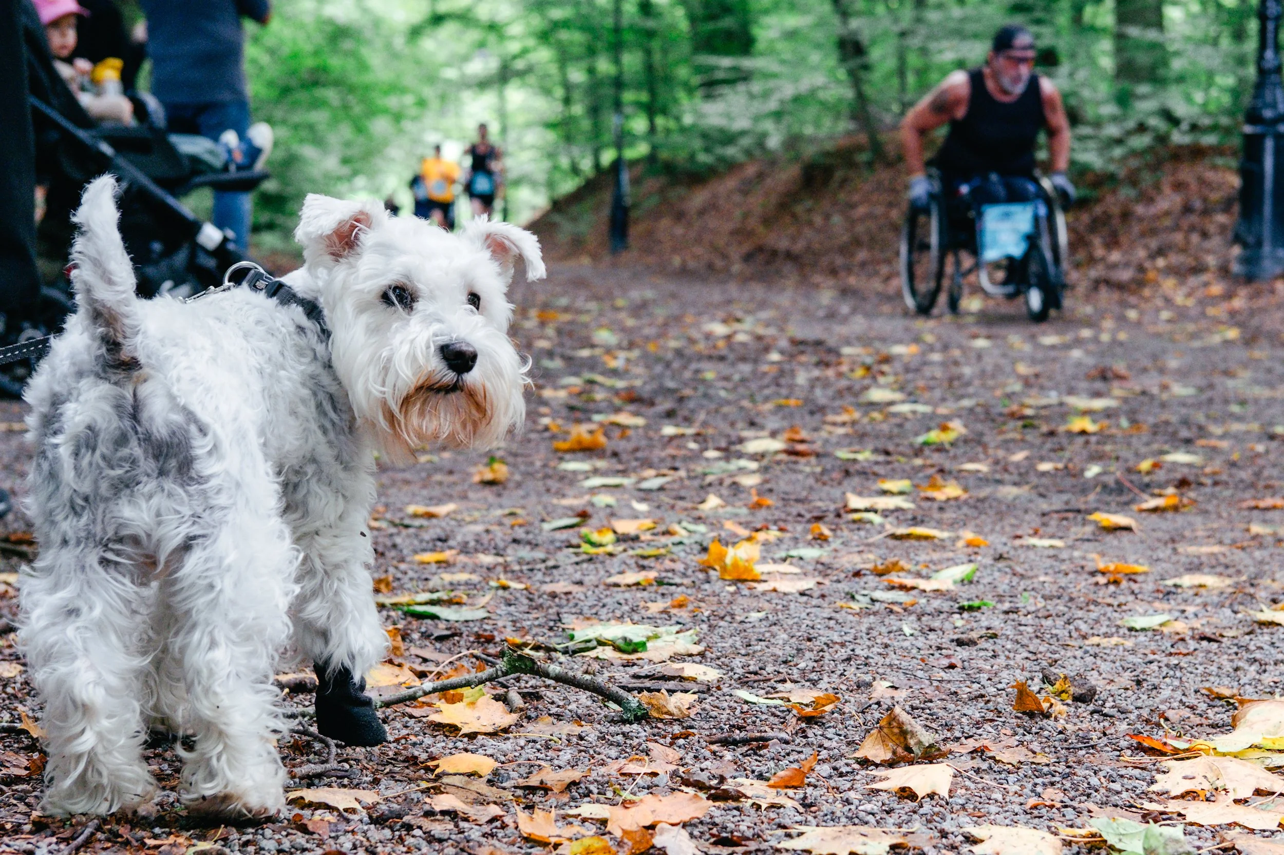 Åskådare hund 1