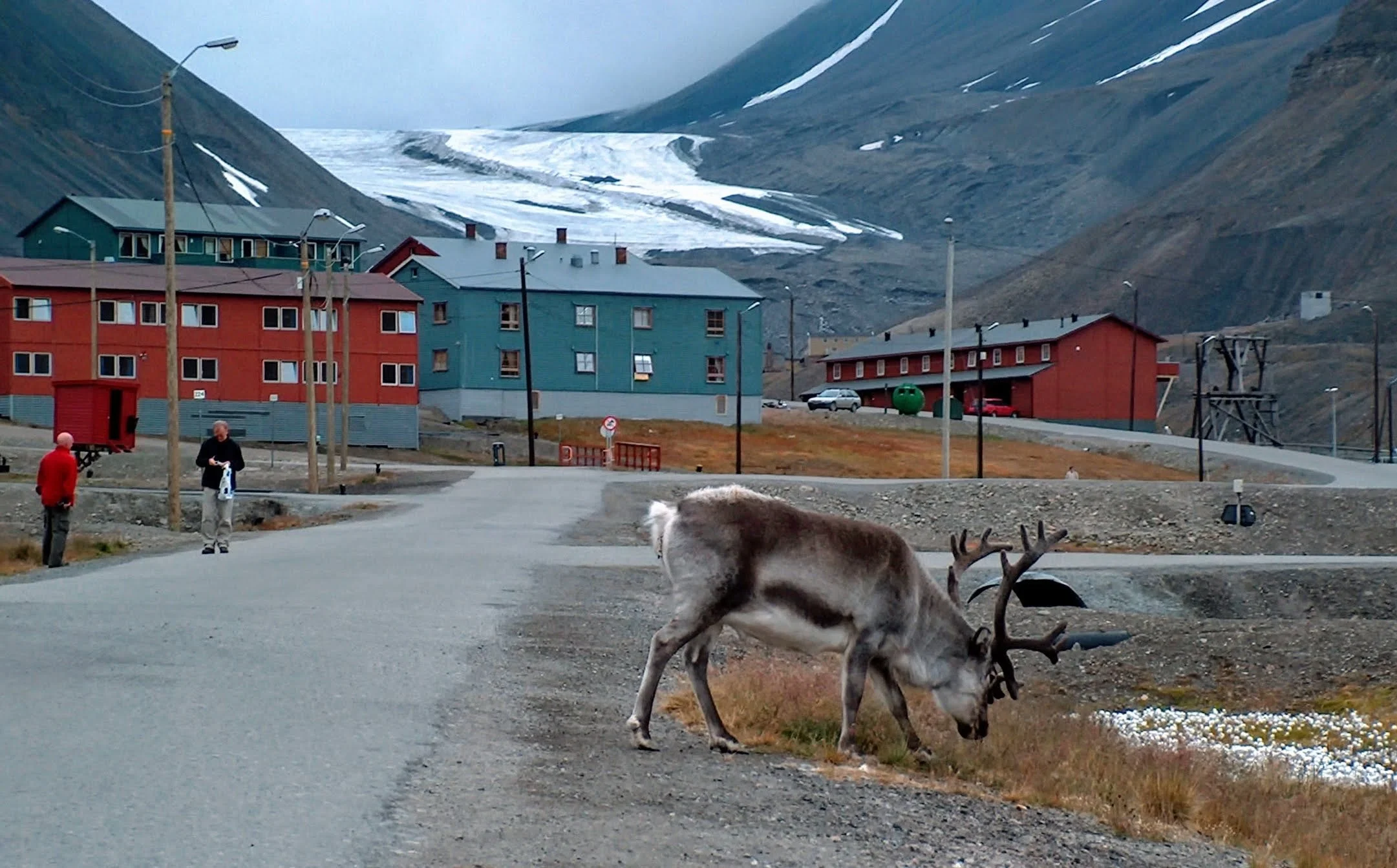 Svalbard Reindeer (Rangifer tarandus platyrhynchus) at Longyearbyen_Original.jpeg