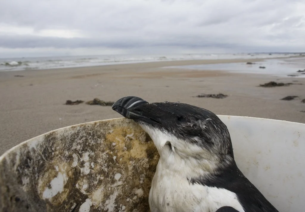  Dead Razorbill_Original.jpeg