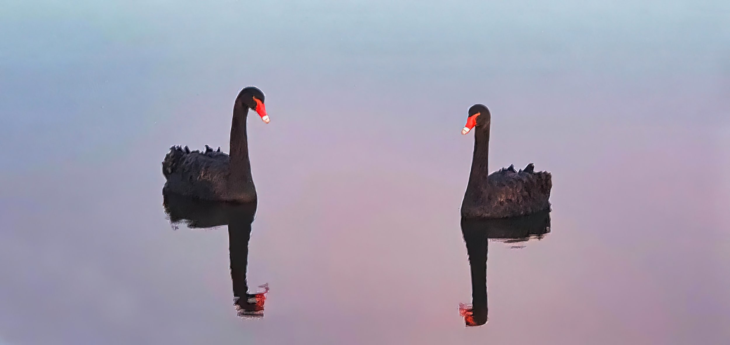 A-20210522_173400-2-black-SWANS.jpeg