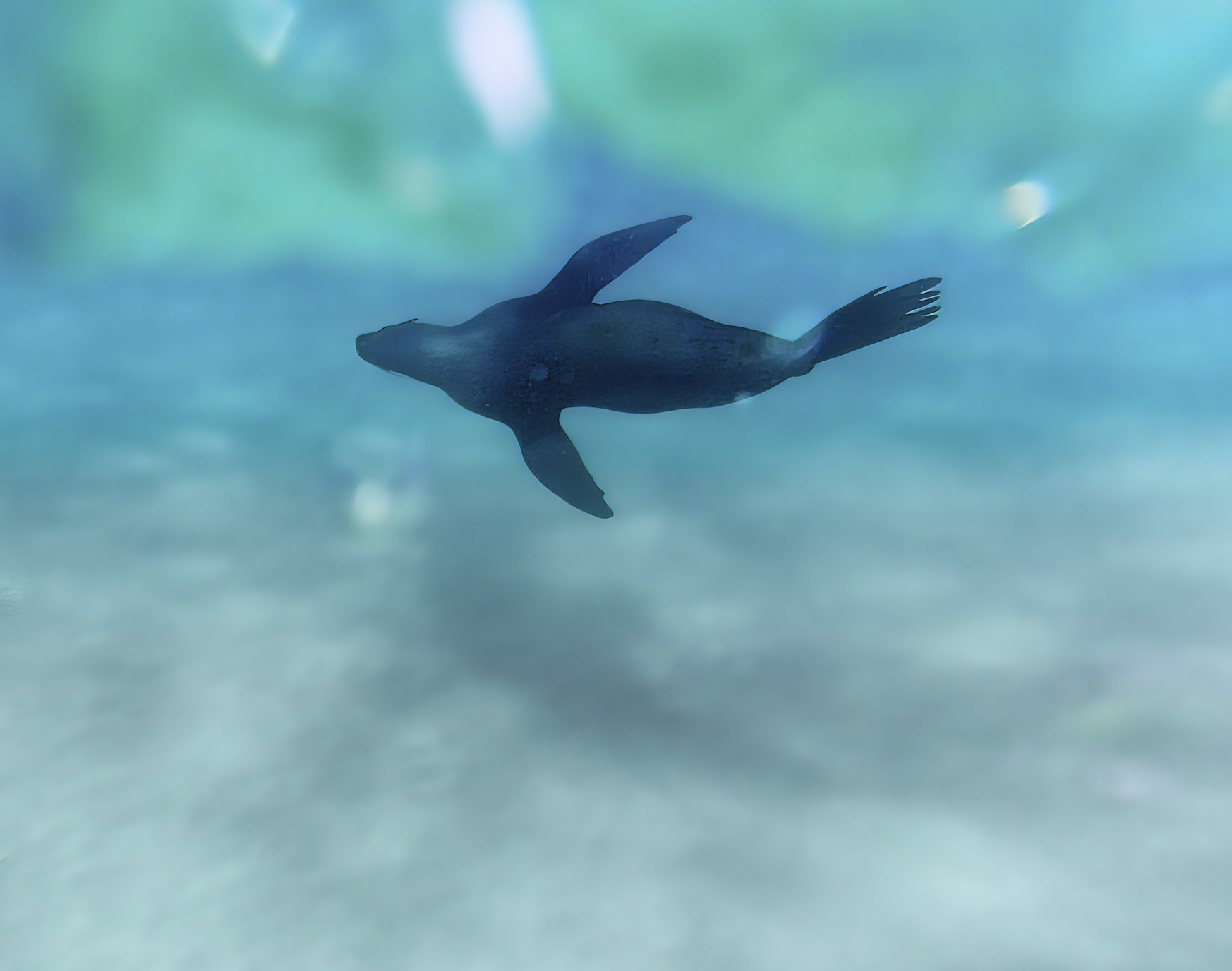 underseas seal.png