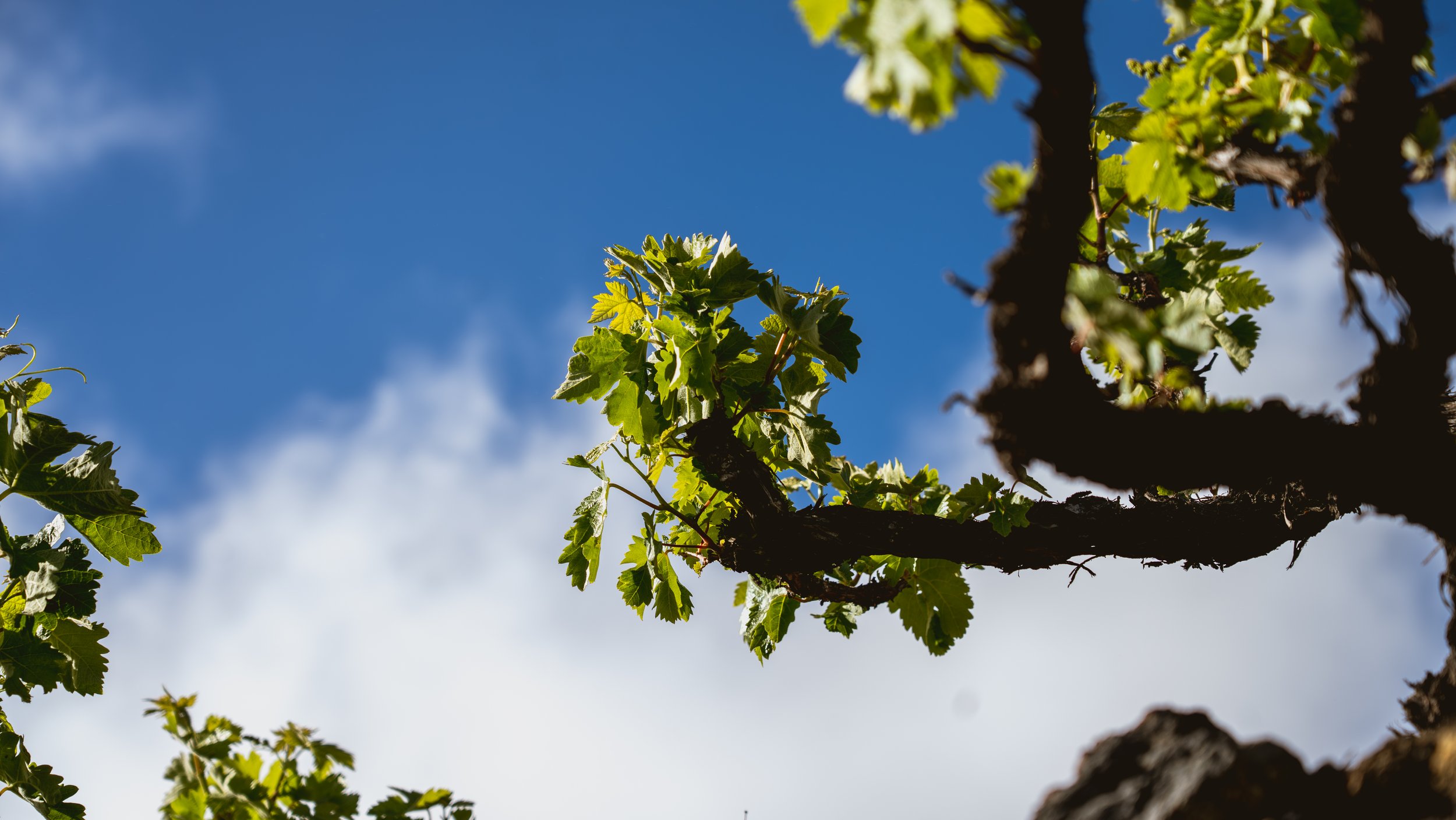Detalle de una cepa de vid en un paisaje vitivinícola de Canarias.