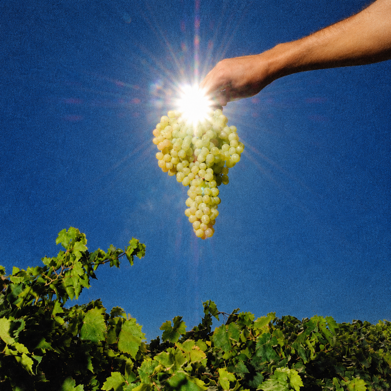 Mano sosteniendo un racimo de uvas sobre un viñedo, imagen del proyecto Fermentar el territorio.