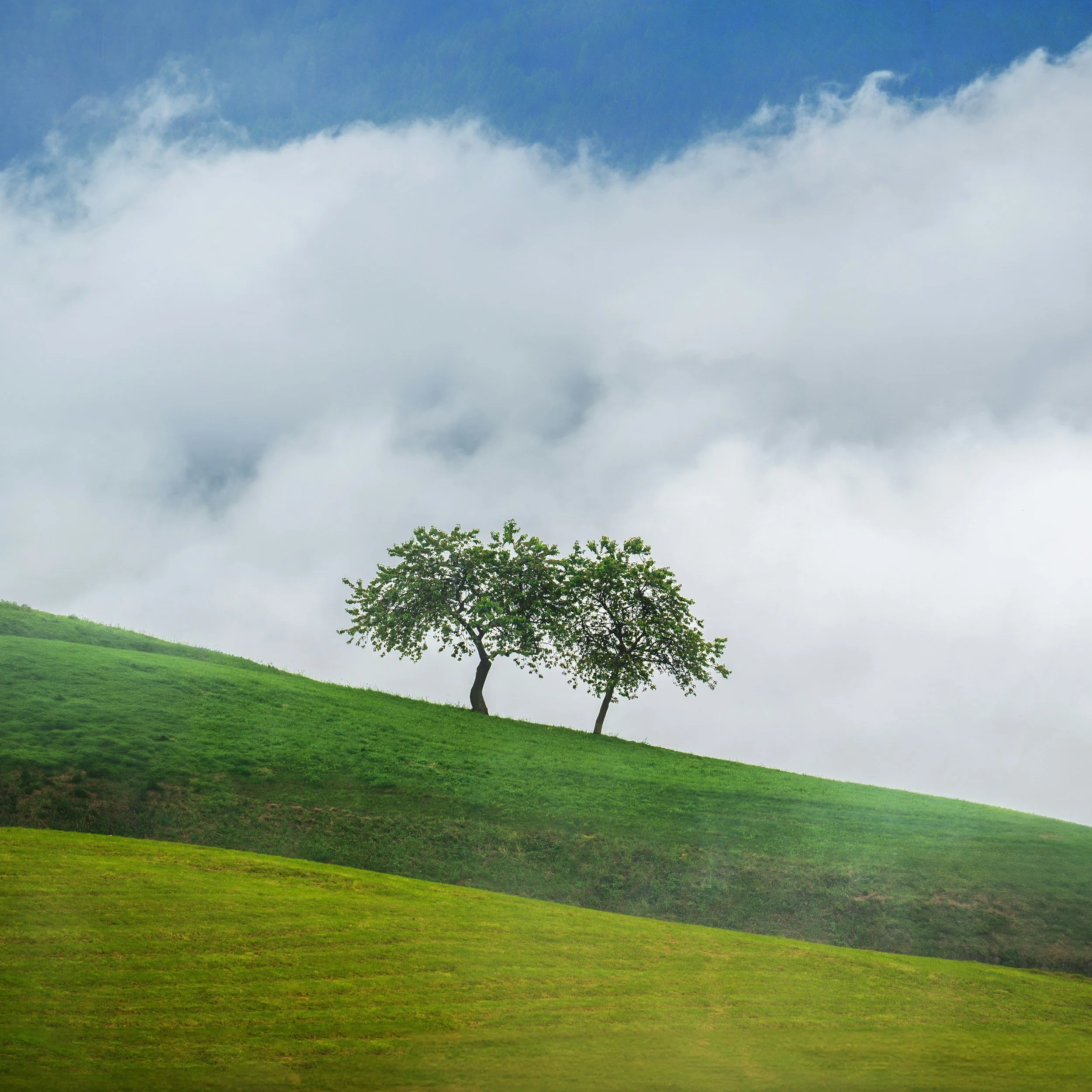 Couples therapy in Wimborne, Dorset. A large green hillside with a few trees under a cloudy sky.