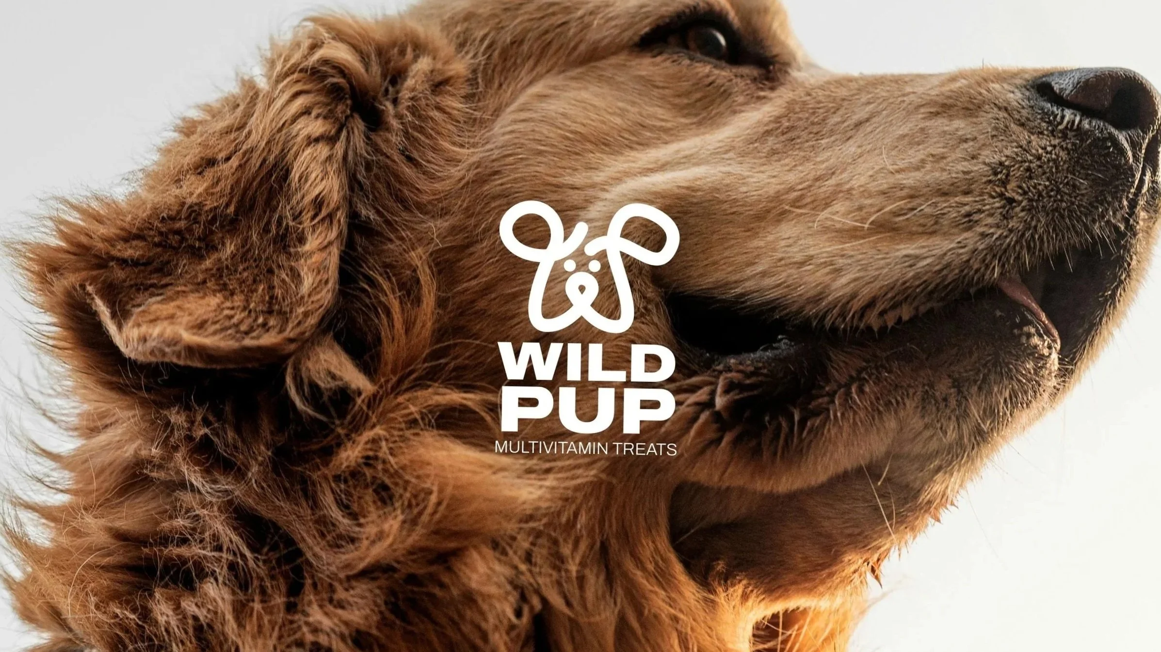 Wild Pup
