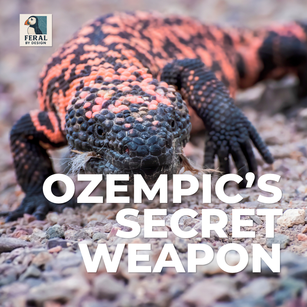 Ozempic’s Secret Weapon