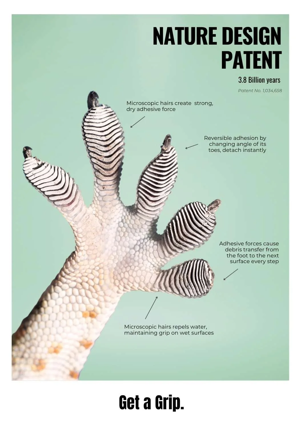 Feral by Design original poster exploring gecko foot adhesion and its application to biomimicry and nature-inspired adhesive design.