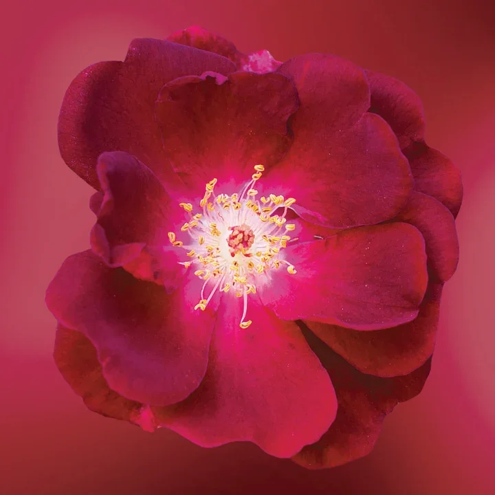 Fierce Compassion Flower Elixir