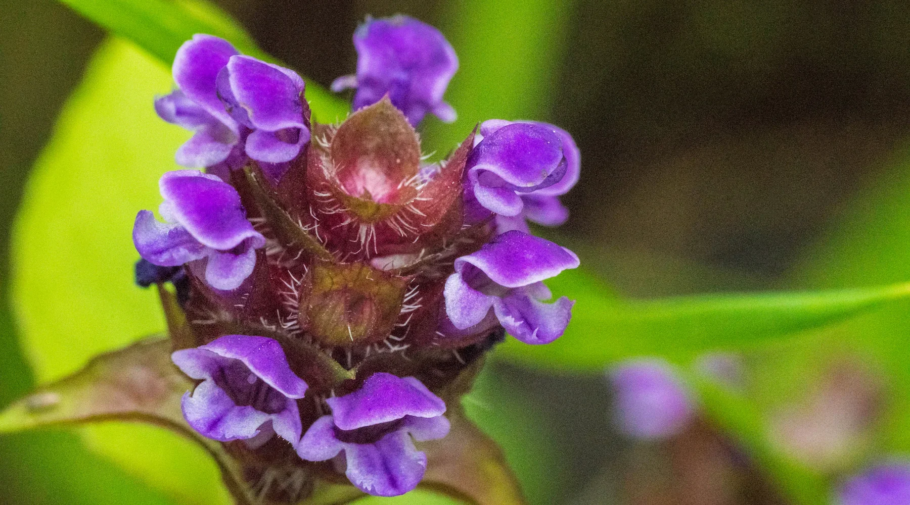 Self Heal Flower Elixir