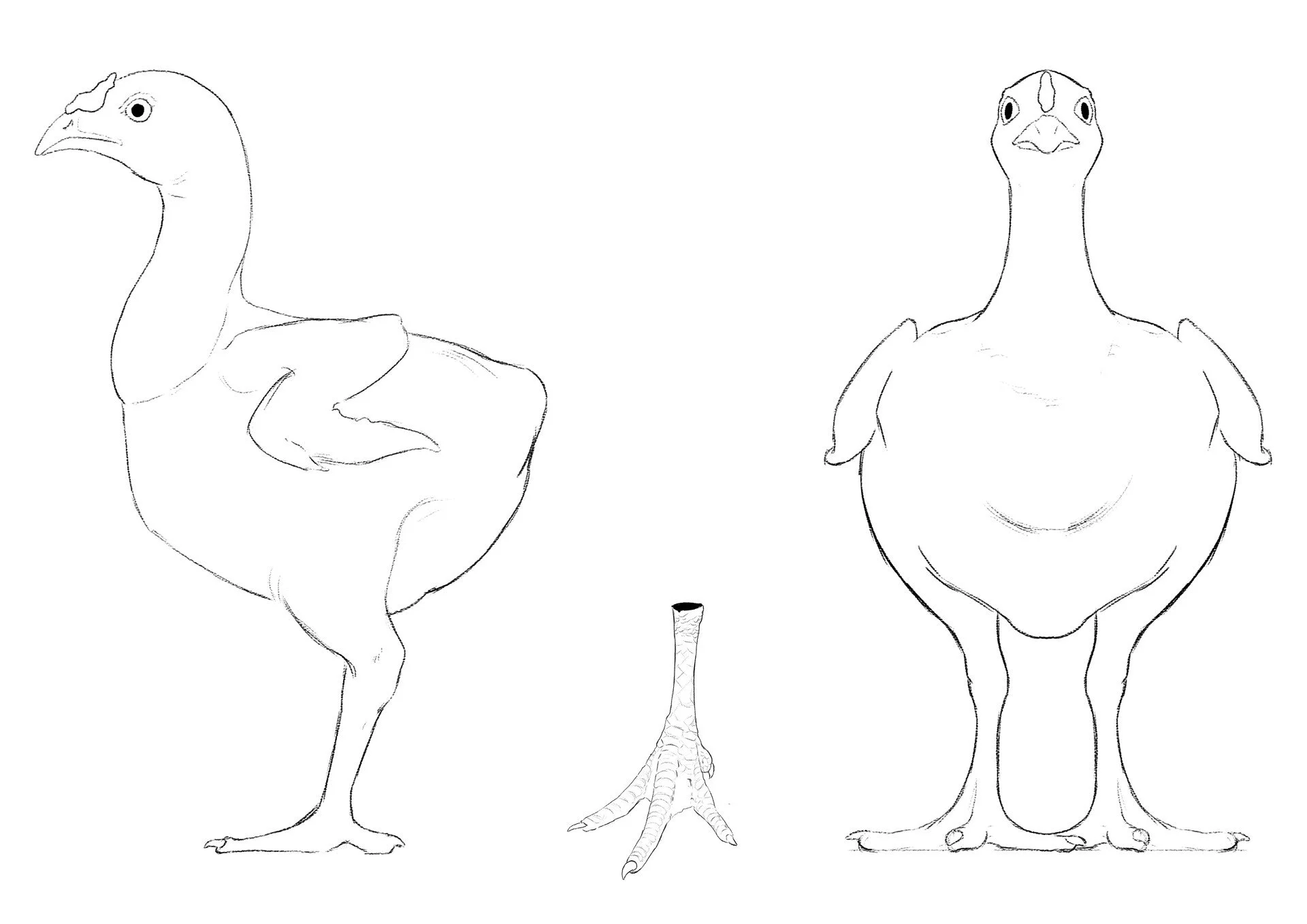 Line drawing of three different perspectives of a bird with a long neck, likely a goose or similar species.