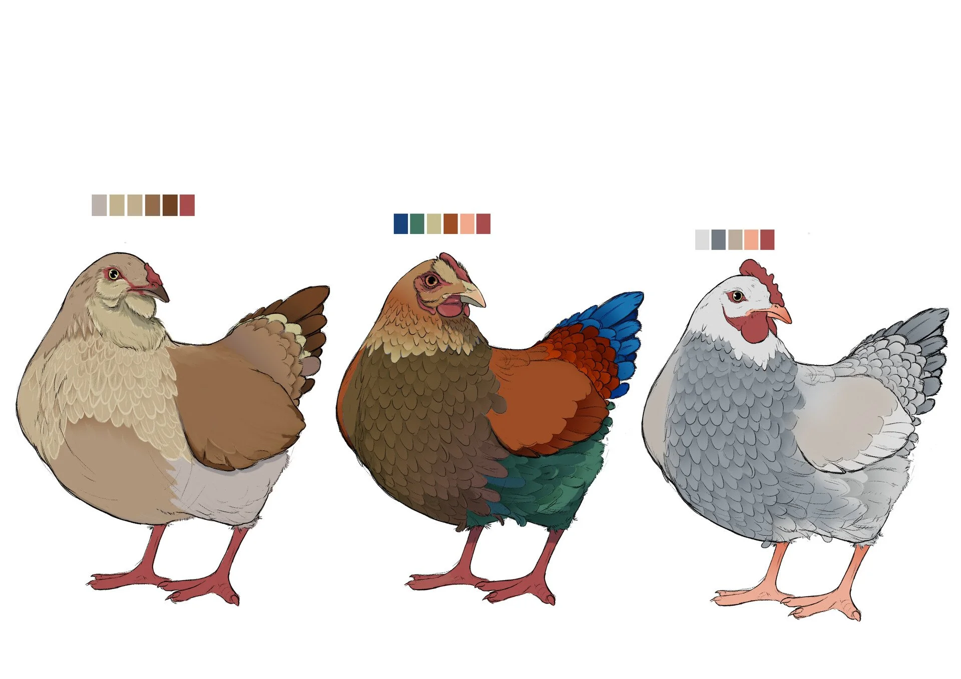 Illustration of four different breeds of chickens side by side, each with distinct colors and feather patterns, shown in profile.