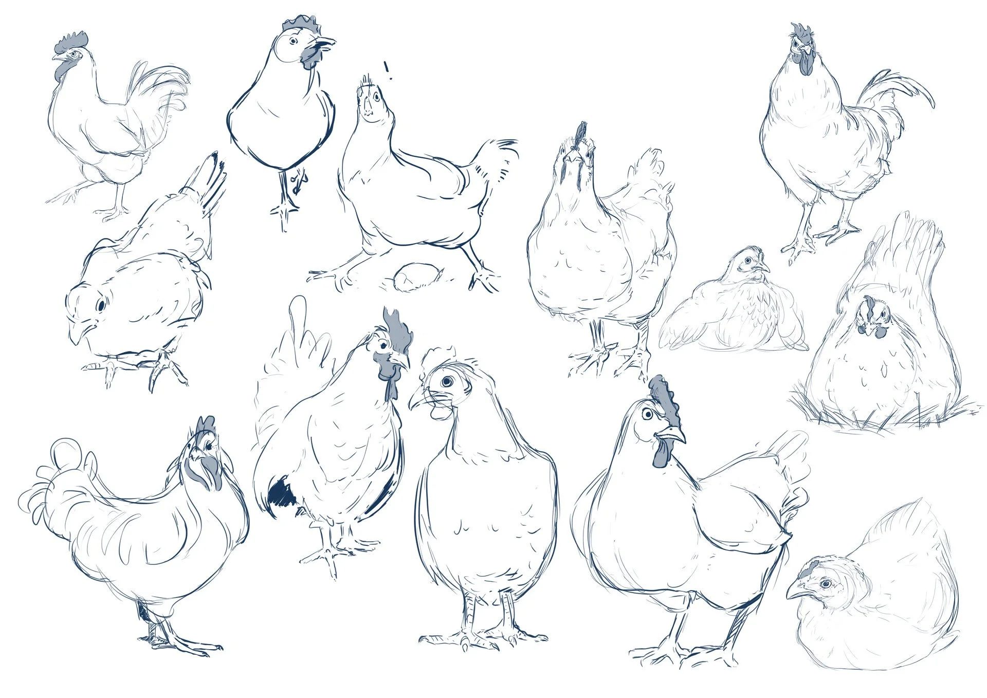 Sketch of multiple chickens and roosters in various poses, drawn in blue ink on a white background.