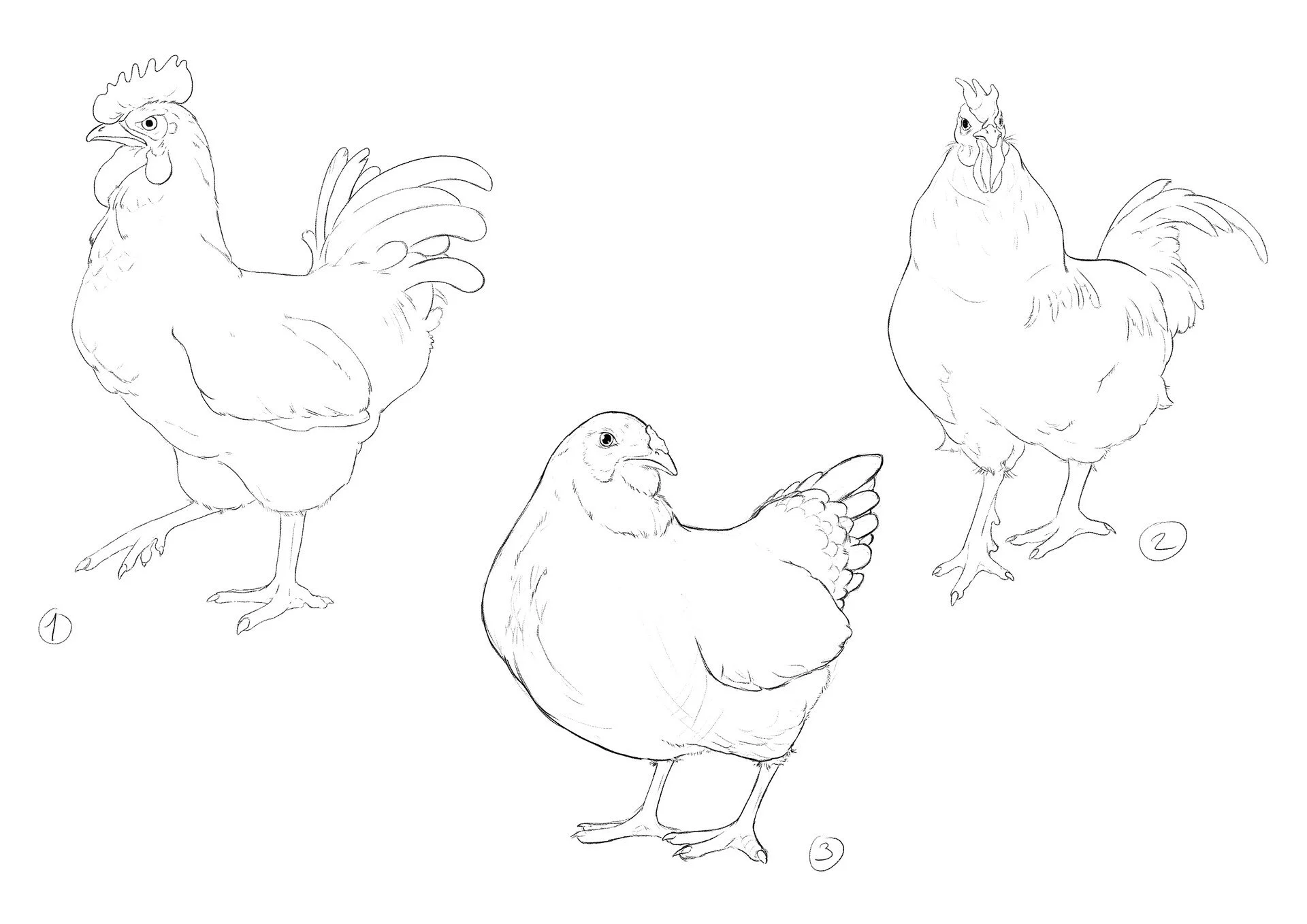 Line drawing of three different chickens, each numbered 1 to 3.