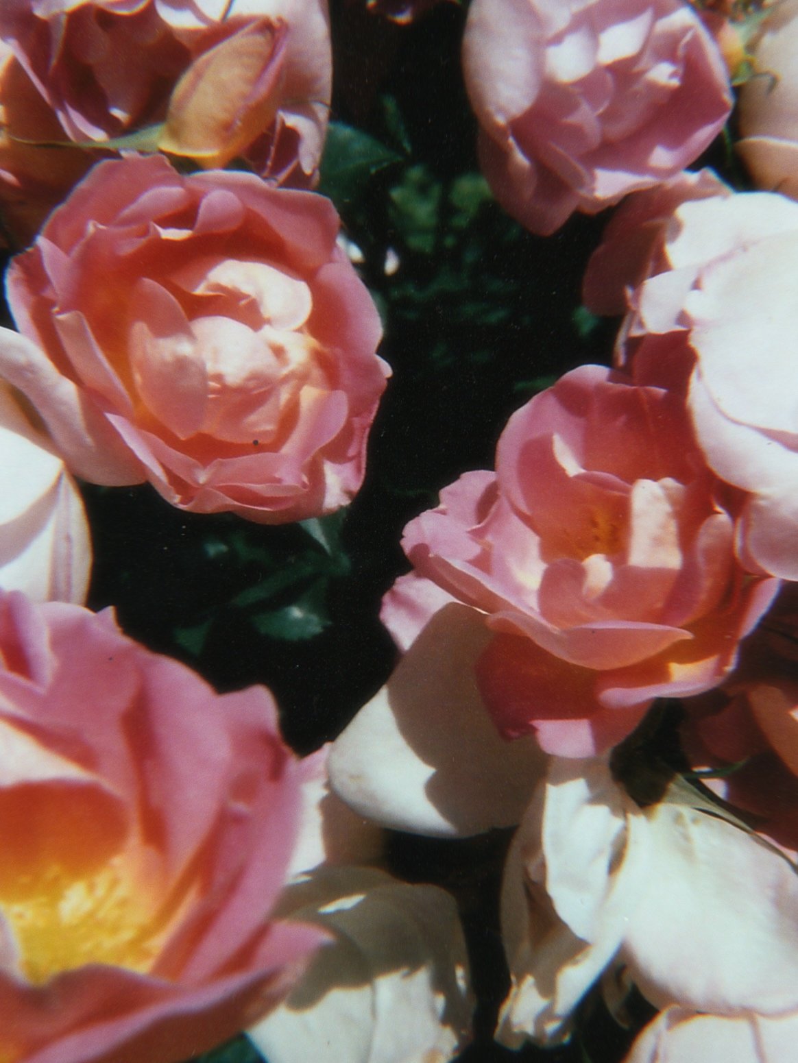 RNI-Films-IMG-DFD33C6D-7E2D-4A9E-8A12-4B7C18175B2B.JPG