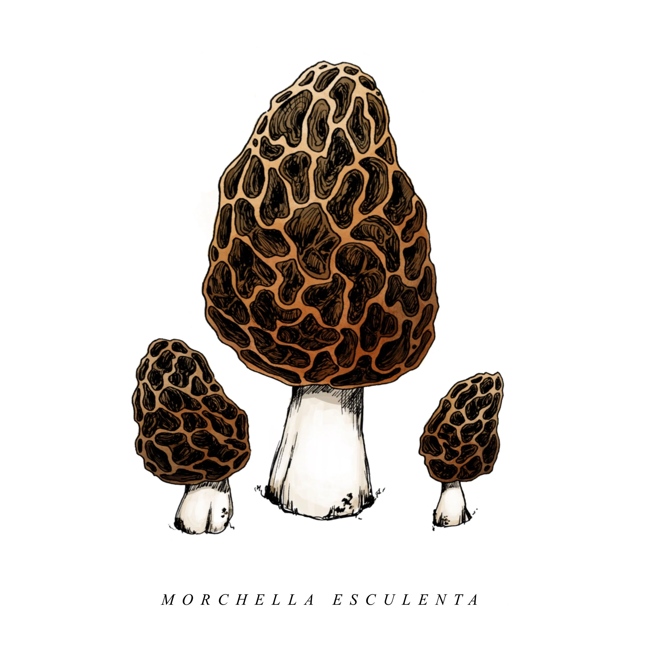 Russula_Virescens_ 1.jpg