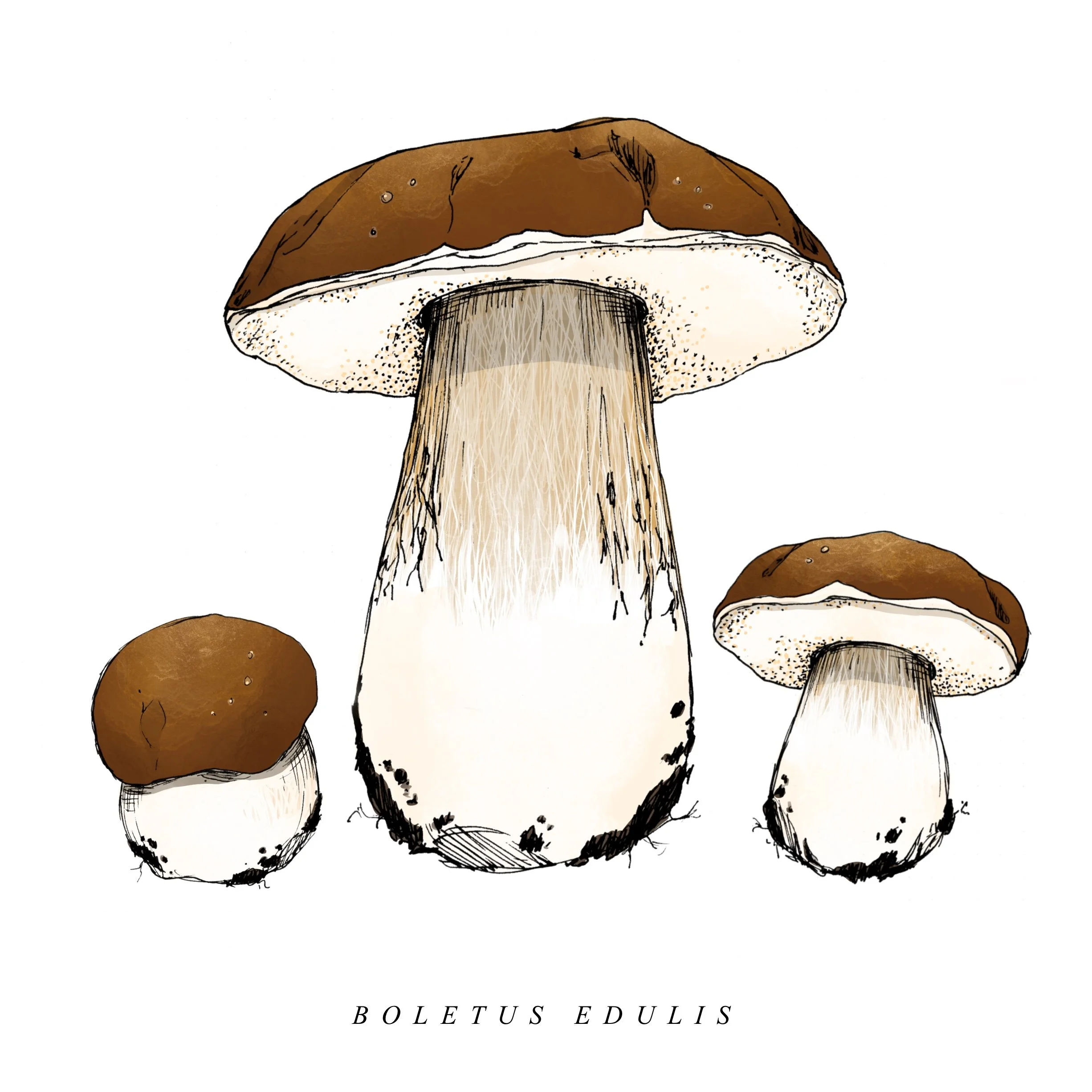Russula_Virescens_ 2.jpg
