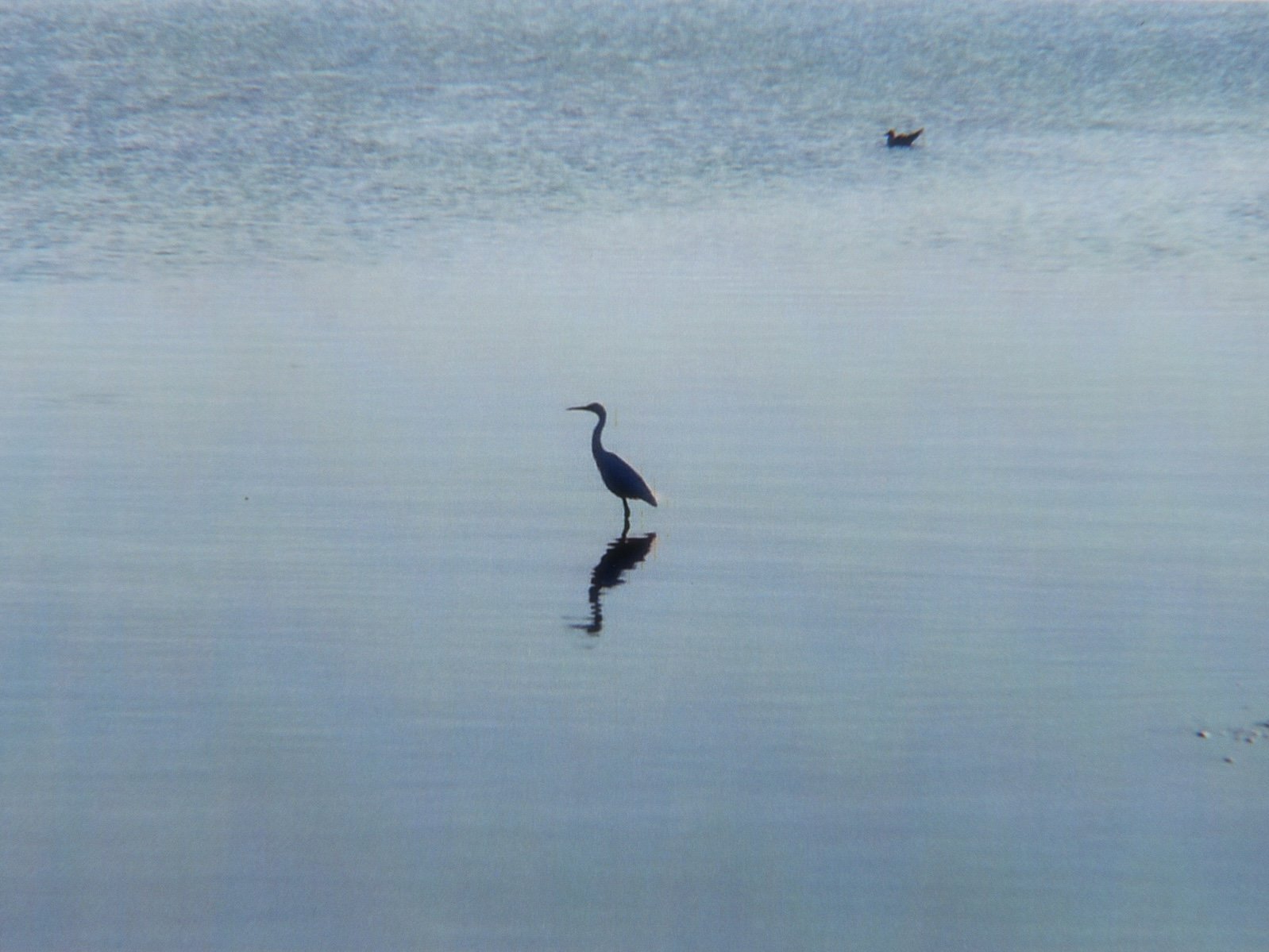 Delta de l'Ebre