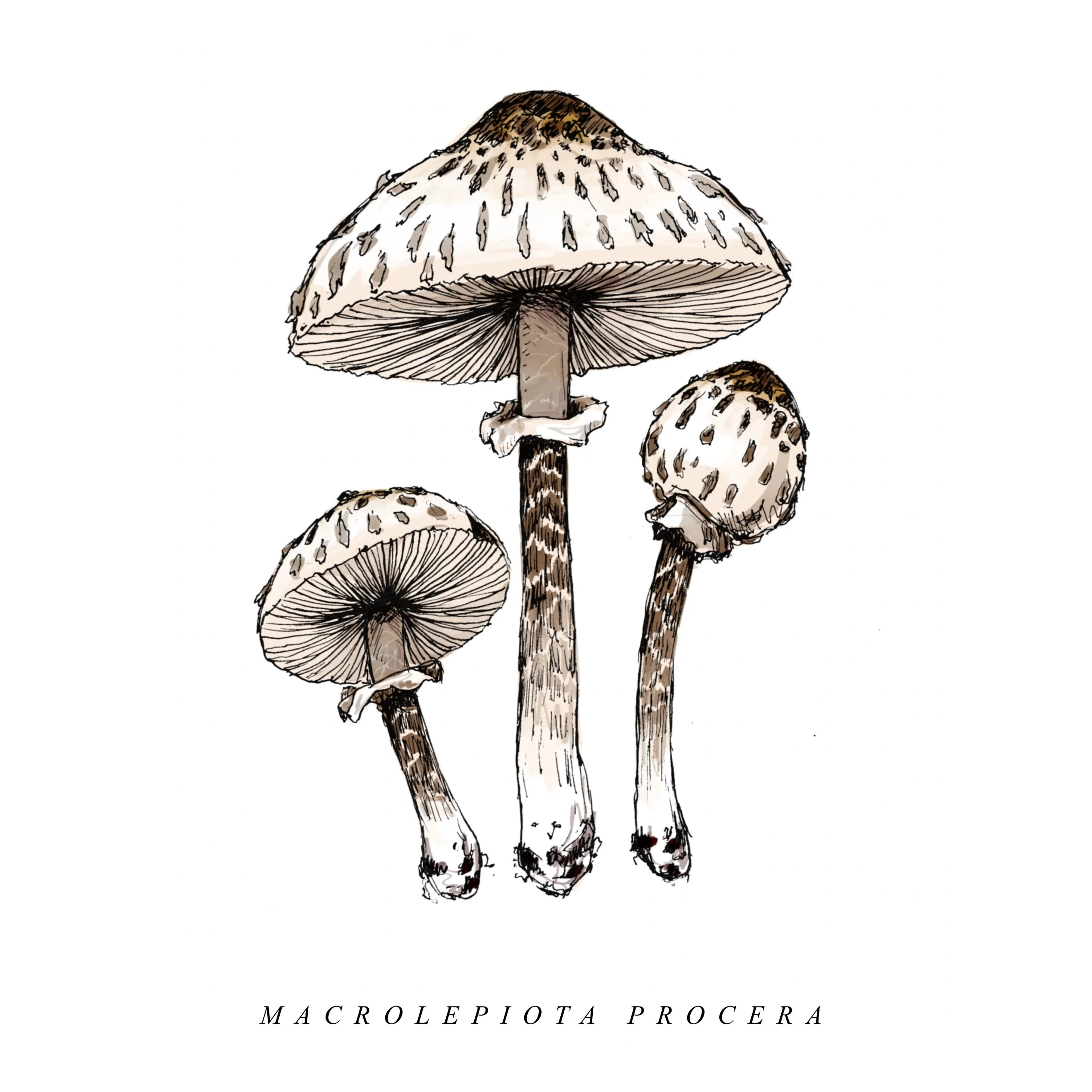 Macrolepiota_Procera.jpg