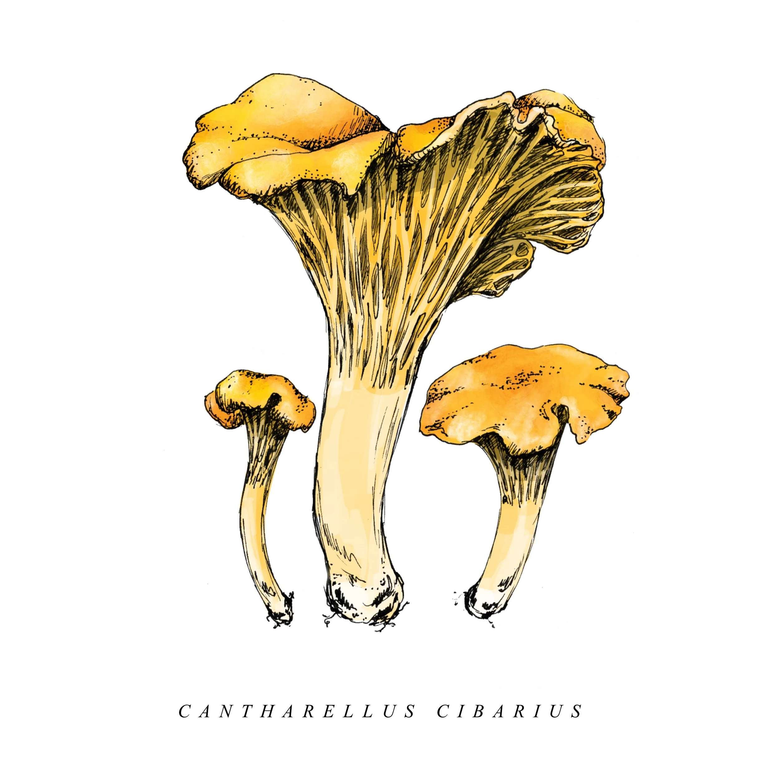 Cantharelis_Cibarius.jpg