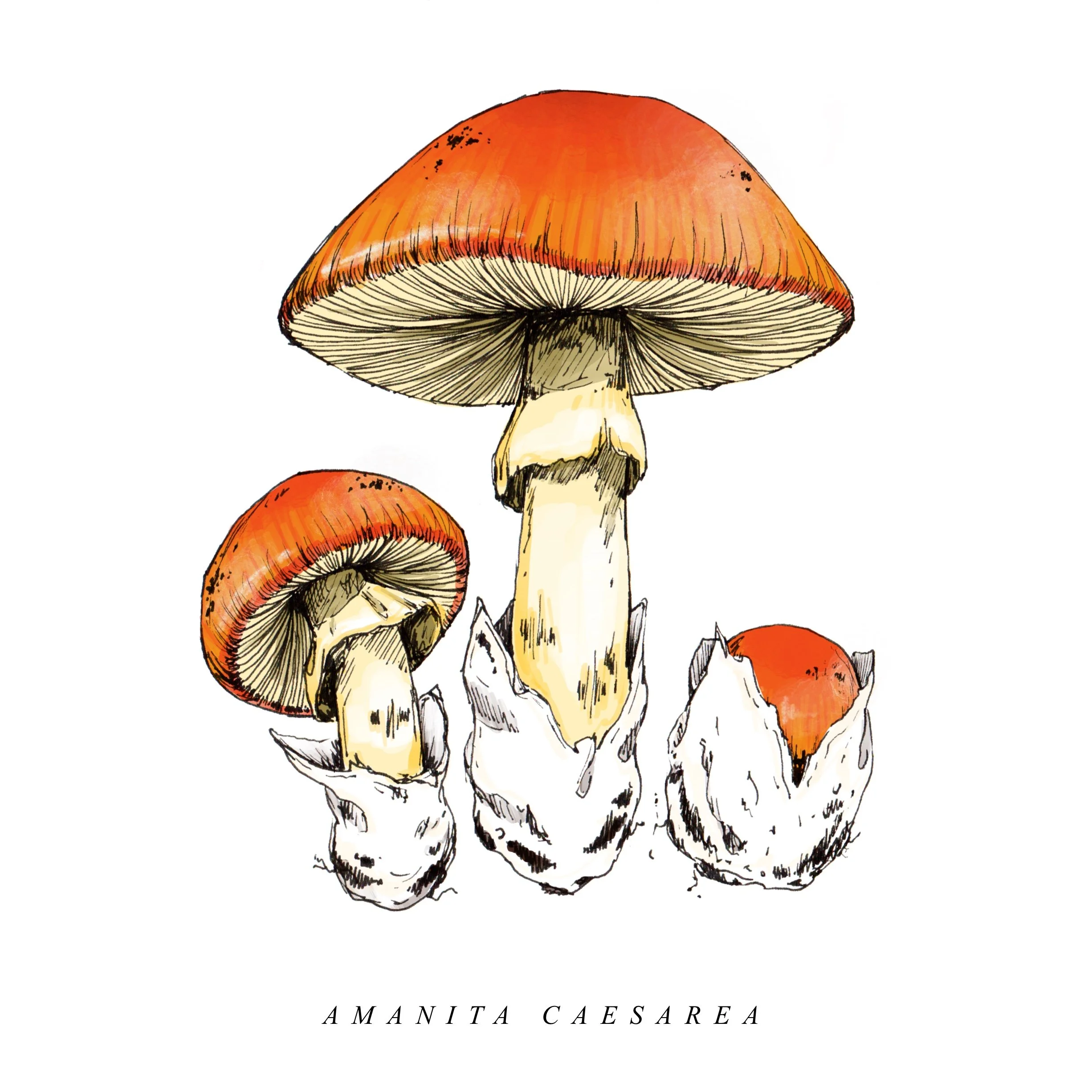 Amanita_Caesarea.jpg