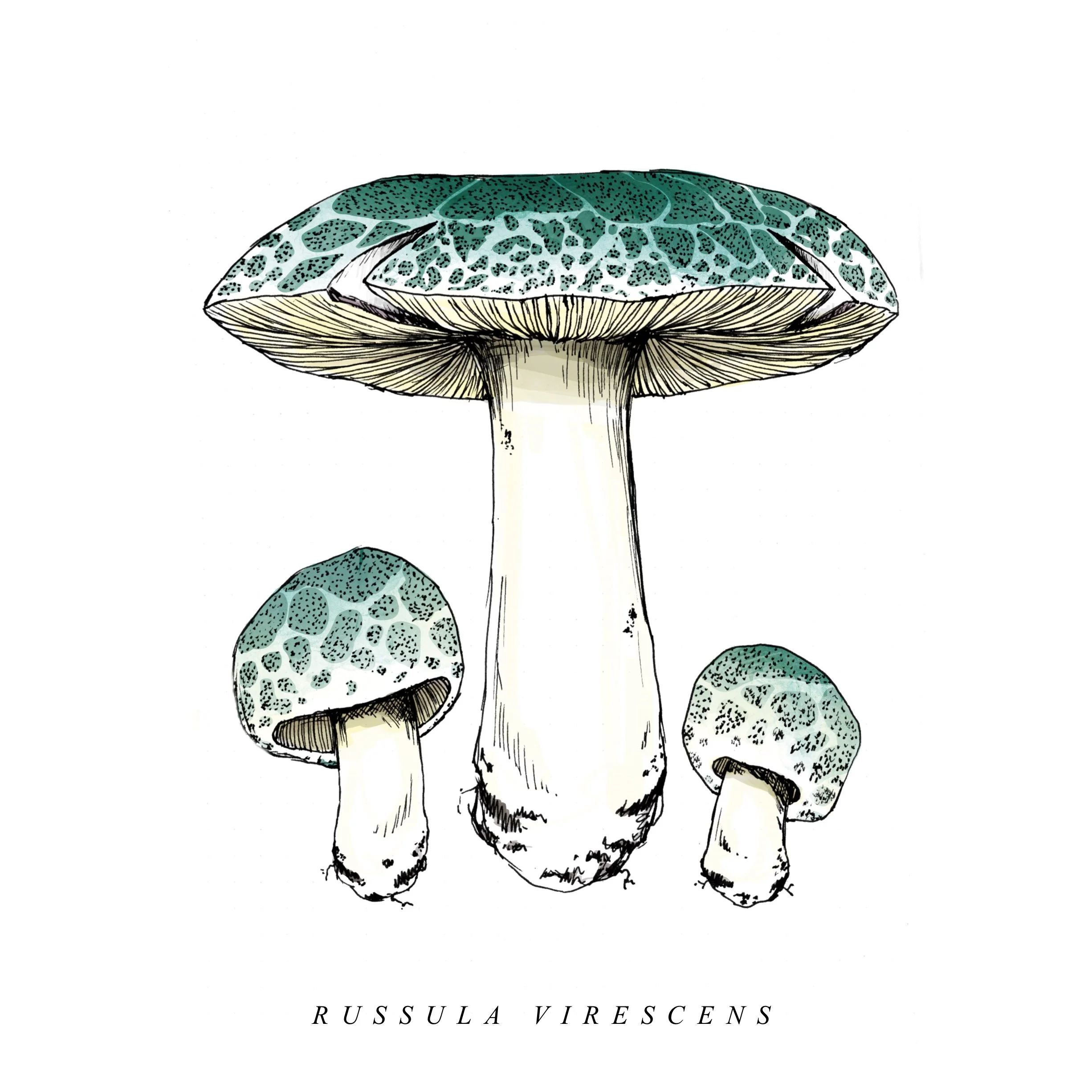 Russula_Virescens_.jpg