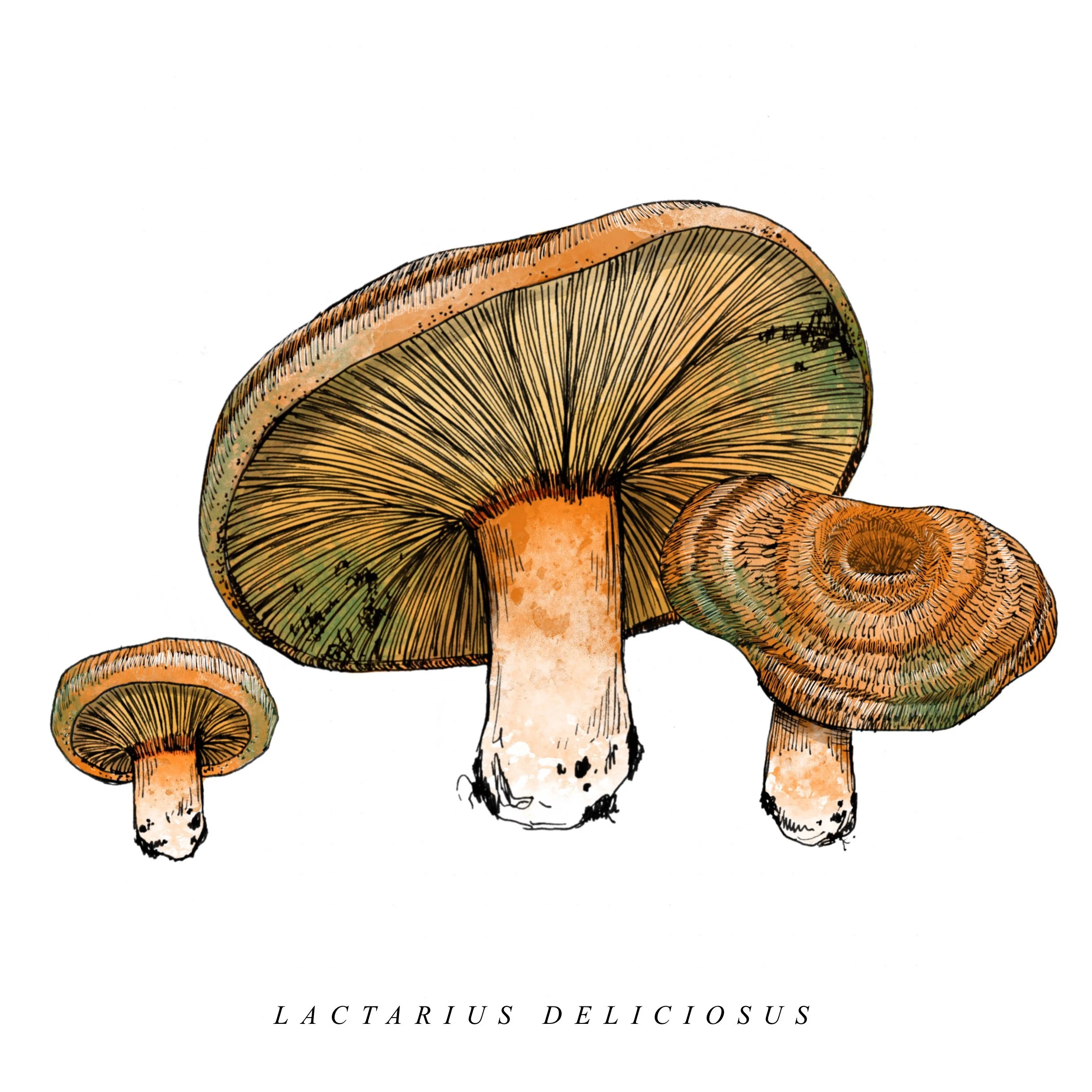 Russula_Virescens_ 3.jpg