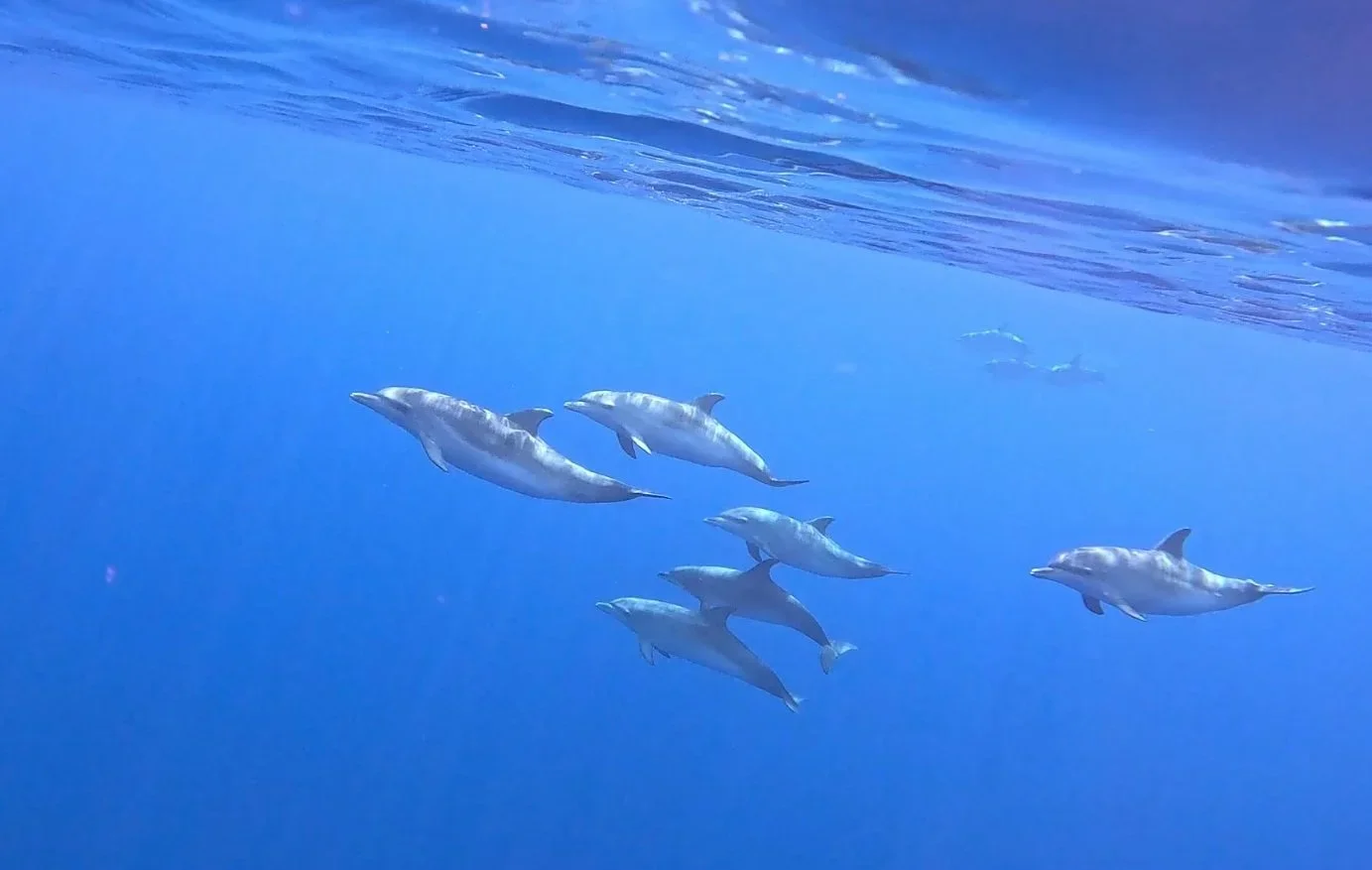 Swarm of dolphins swimming underwater in the ocean.