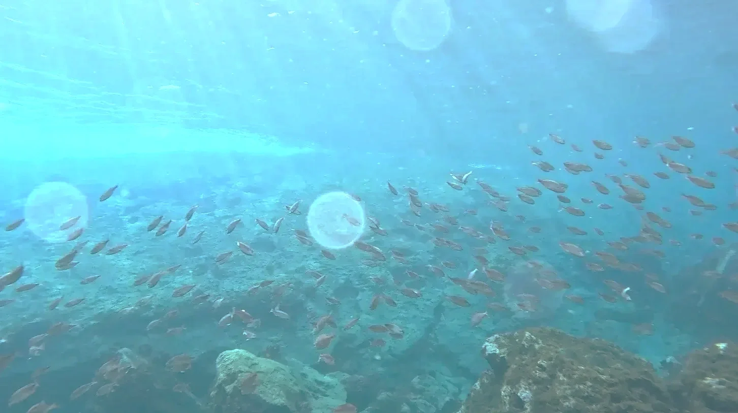 Underwater scene with a school of small fish swimming above rocks and coral, with sunlight filtering through the water