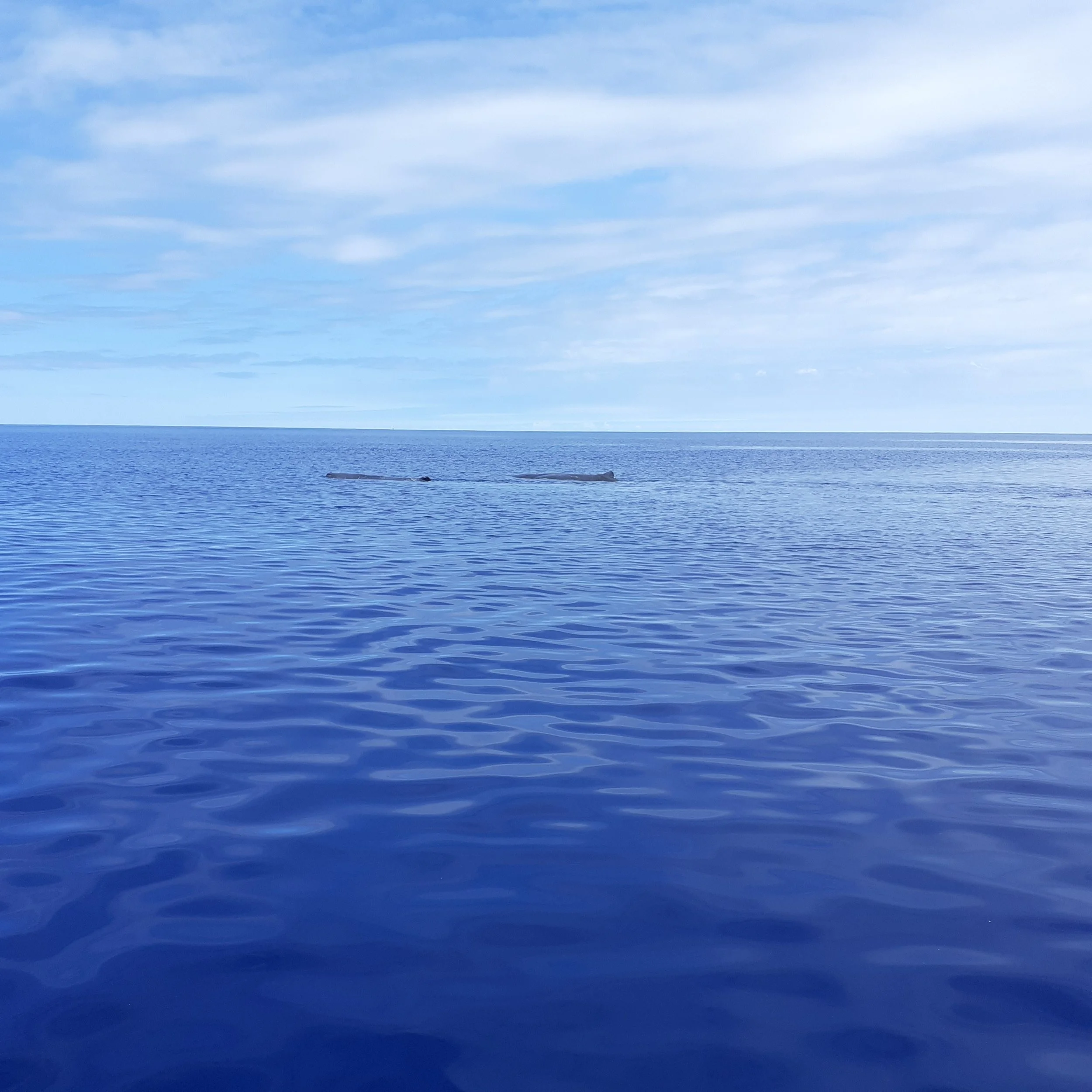 A vast ocean with a whale's tail emerging from the water under a partly cloudy sky.