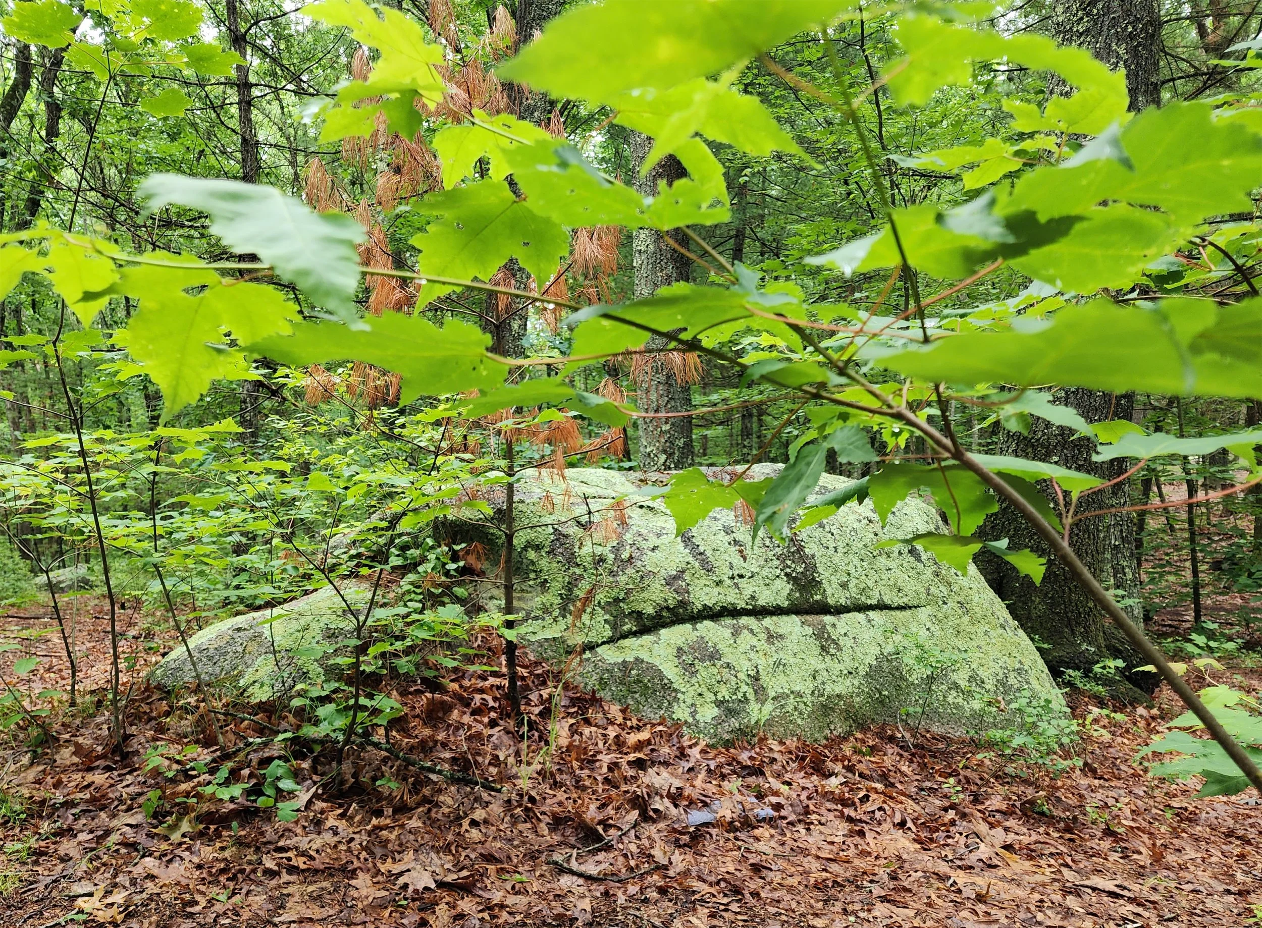 Louisa Lake Disc Golf Park - Milford MA
