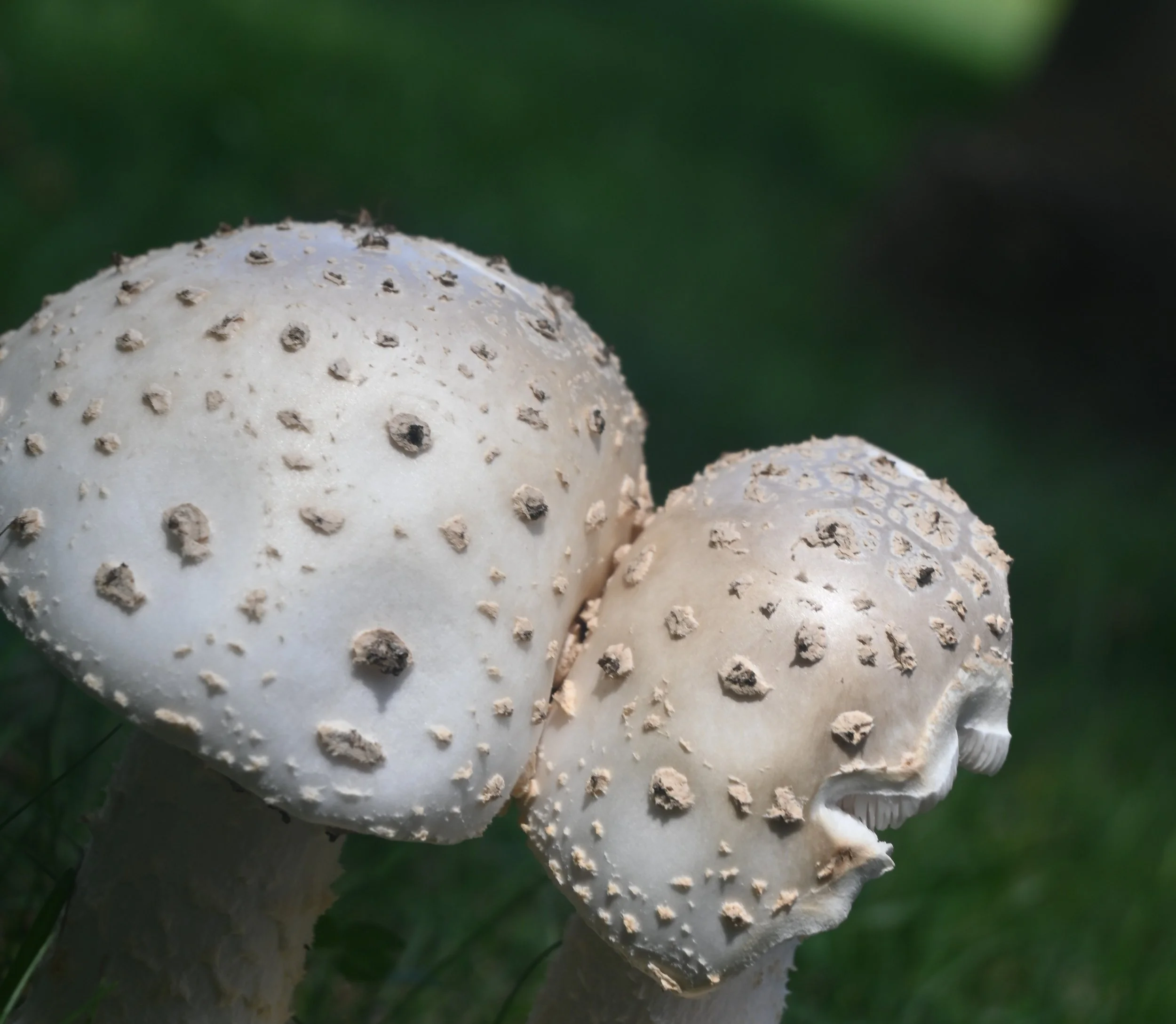 Beyond the Backyard - New England
