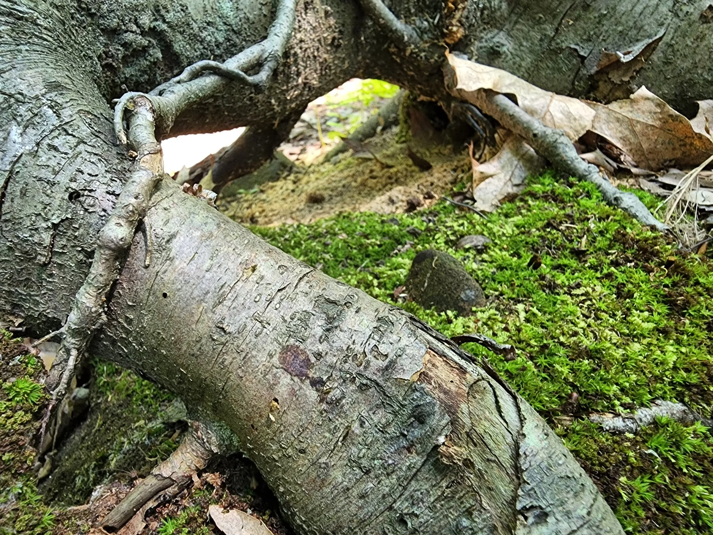 Panthorn Park - Southington CT