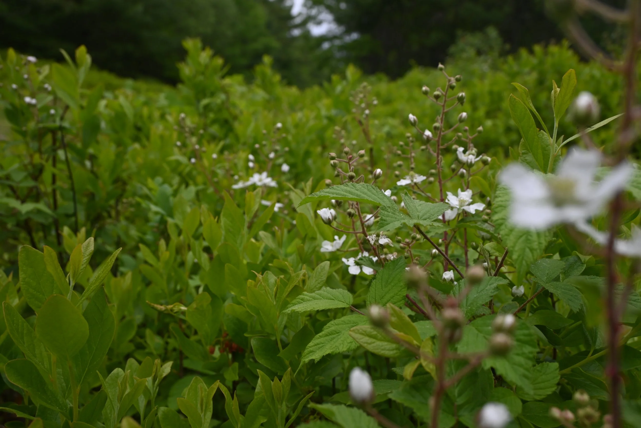Freetown-Fall River State Forest - Freetown MA