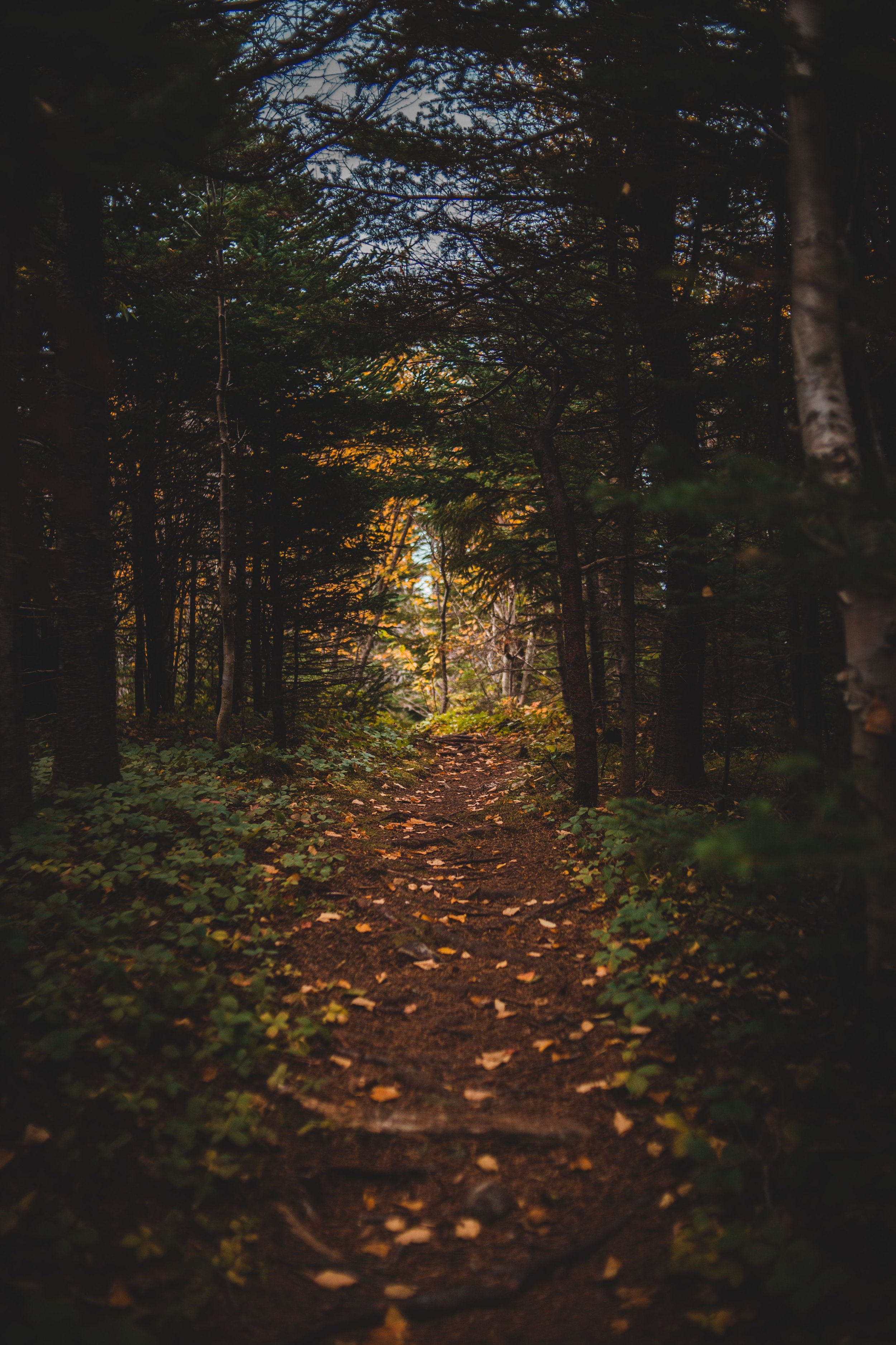 A forest path surrounded by tall trees with green leaves, some yellowing, creating a canopy. The ground is covered in fallen leaves, and dim light filters through the branches, giving a serene and quiet atmosphere.